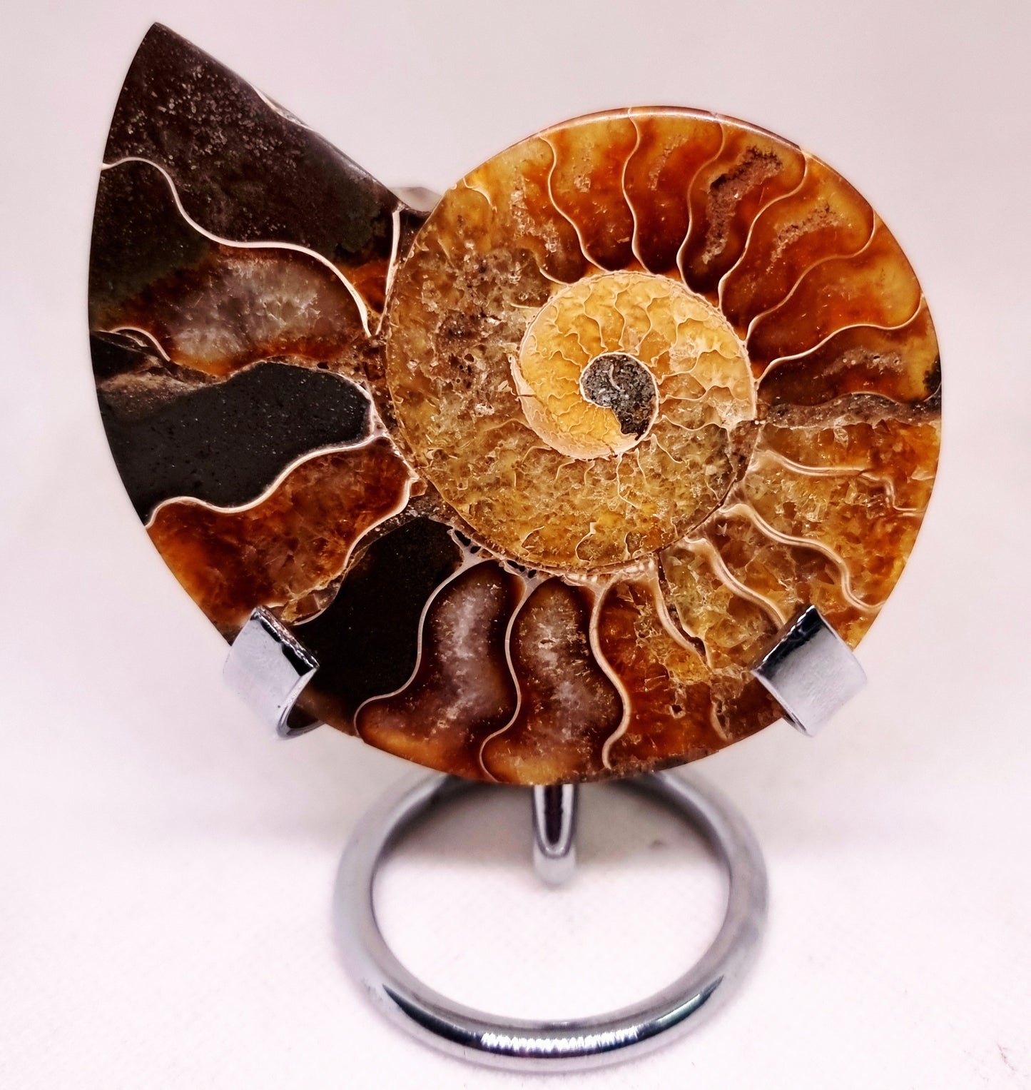 CLEONICERAS AMMONITE HALVE 68 g (A) - ANCIENT WISDOM