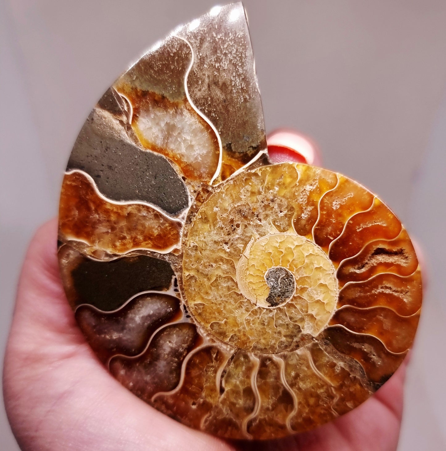CLEONICERAS AMMONITE HALVE 68 g (A) - ANCIENT WISDOM