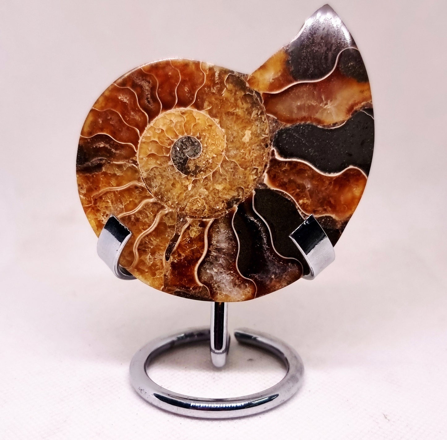 CLEONICERAS AMMONITE HALVE 68 g (B) - ANCIENT WISDOM