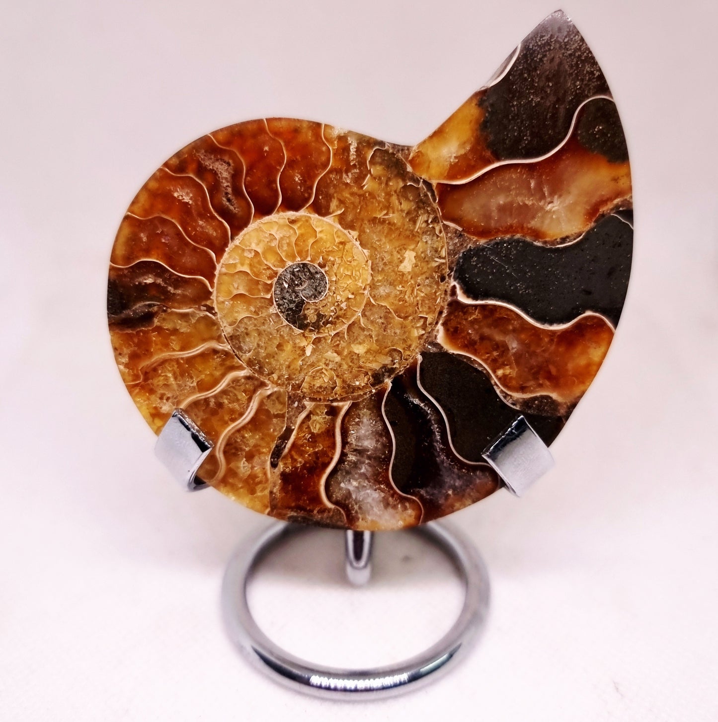 CLEONICERAS AMMONITE HALVE 68 g (B) - ANCIENT WISDOM