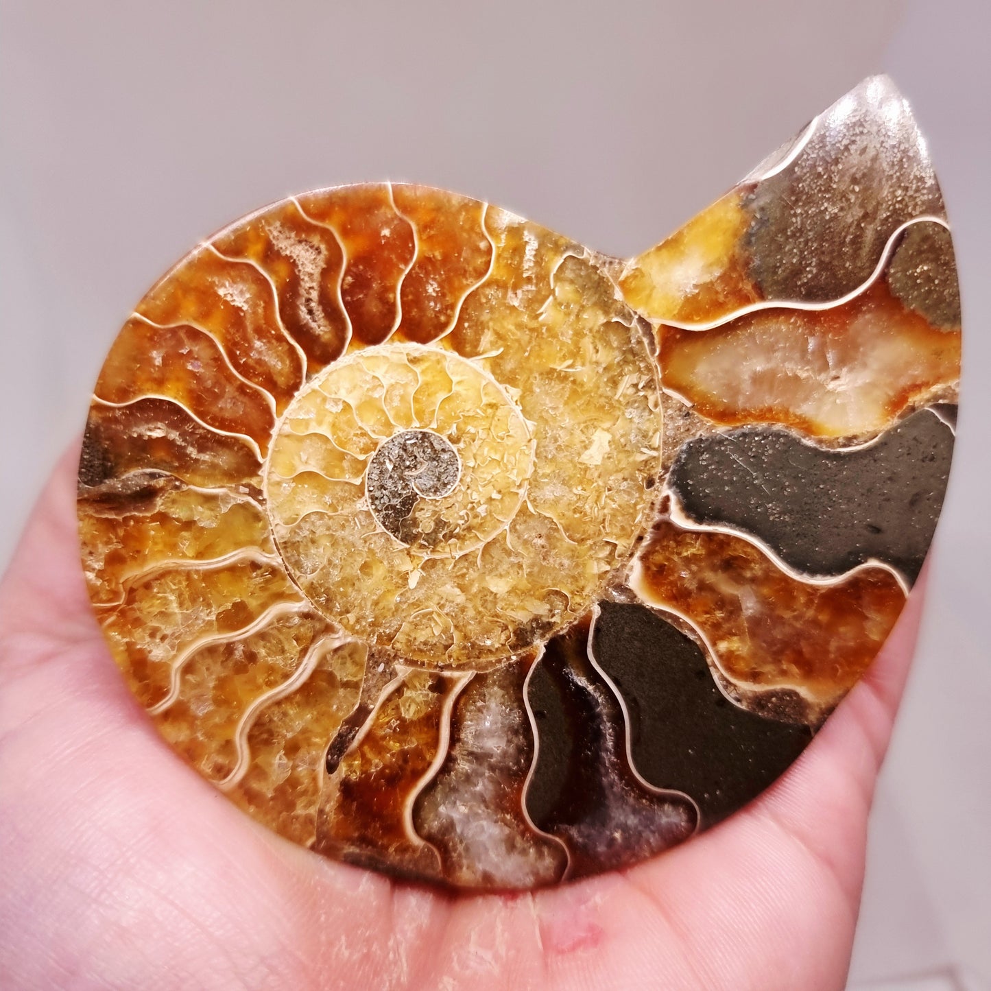 CLEONICERAS AMMONITE HALVE 68 g (B) - ANCIENT WISDOM