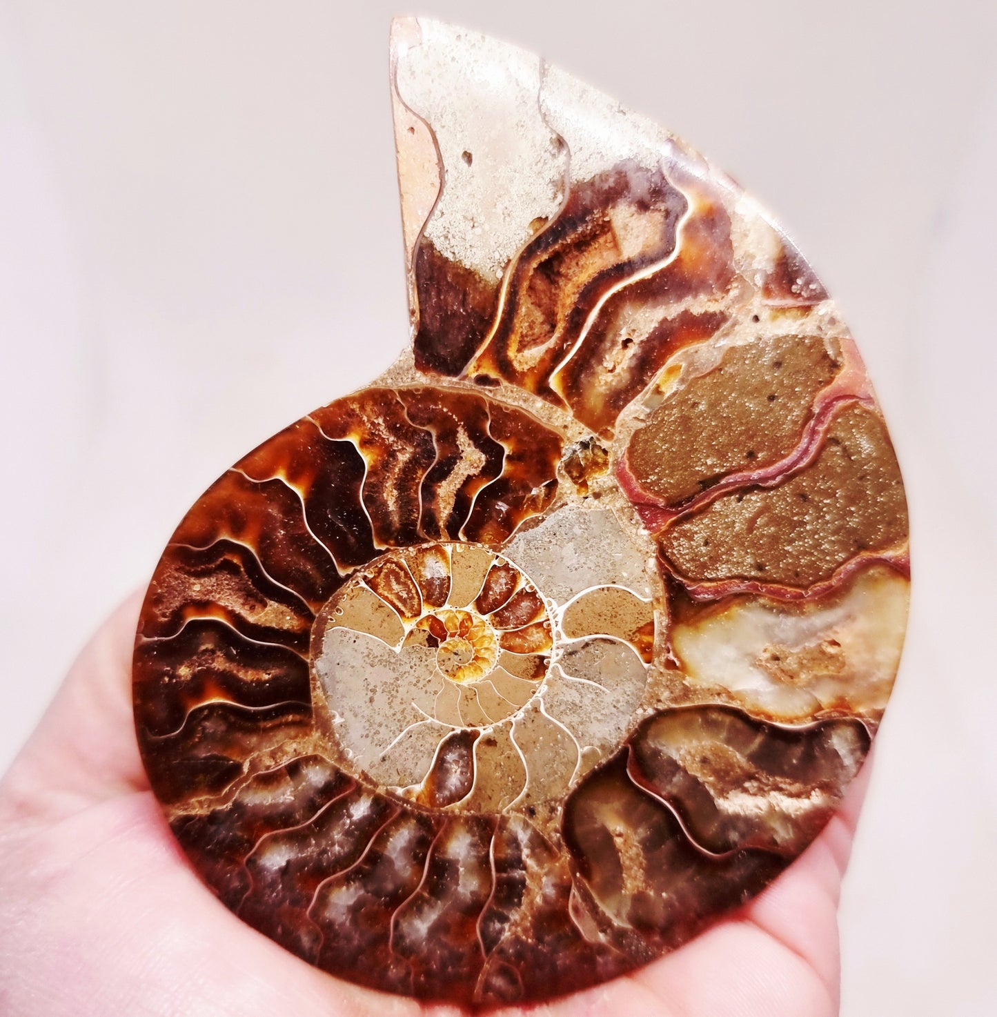 CLEONICERAS AMMONITE HALVE 74 g - ANCIENT WISDOM