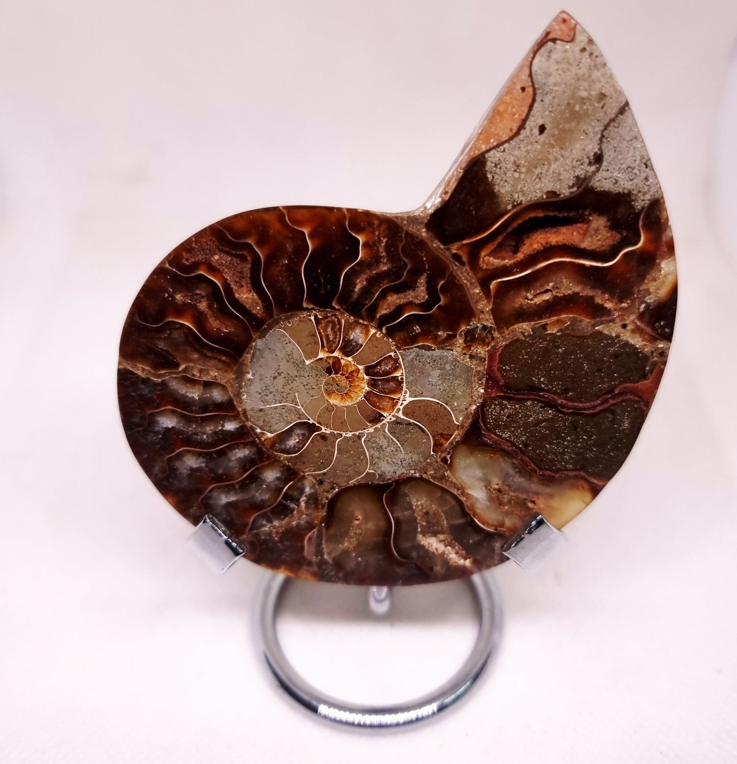 CLEONICERAS AMMONITE HALVE 74 g - ANCIENT WISDOM