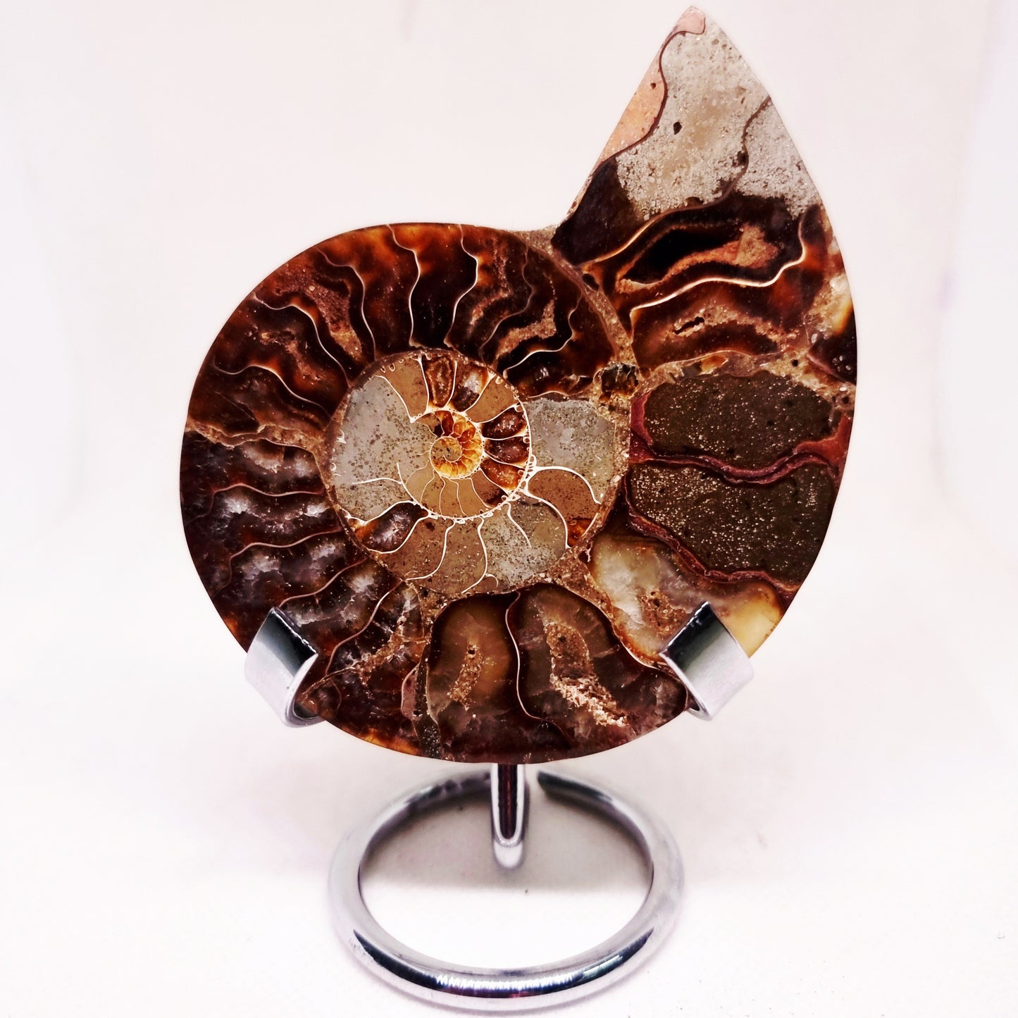 CLEONICERAS AMMONITE HALVE 74 g - ANCIENT WISDOM