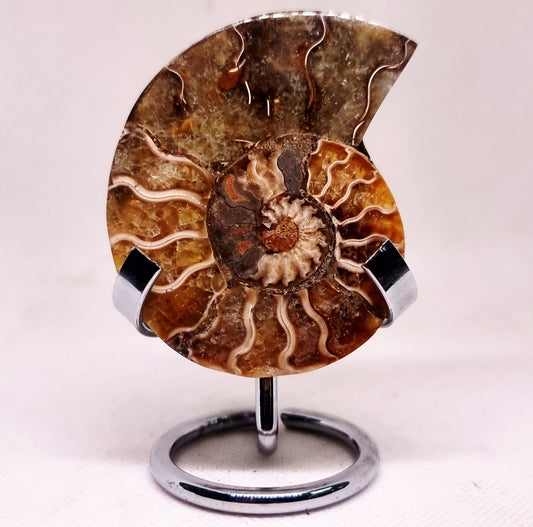 CLEONICERAS AMMONITE HALVE 54 g (A) - ANCIENT WISDOM