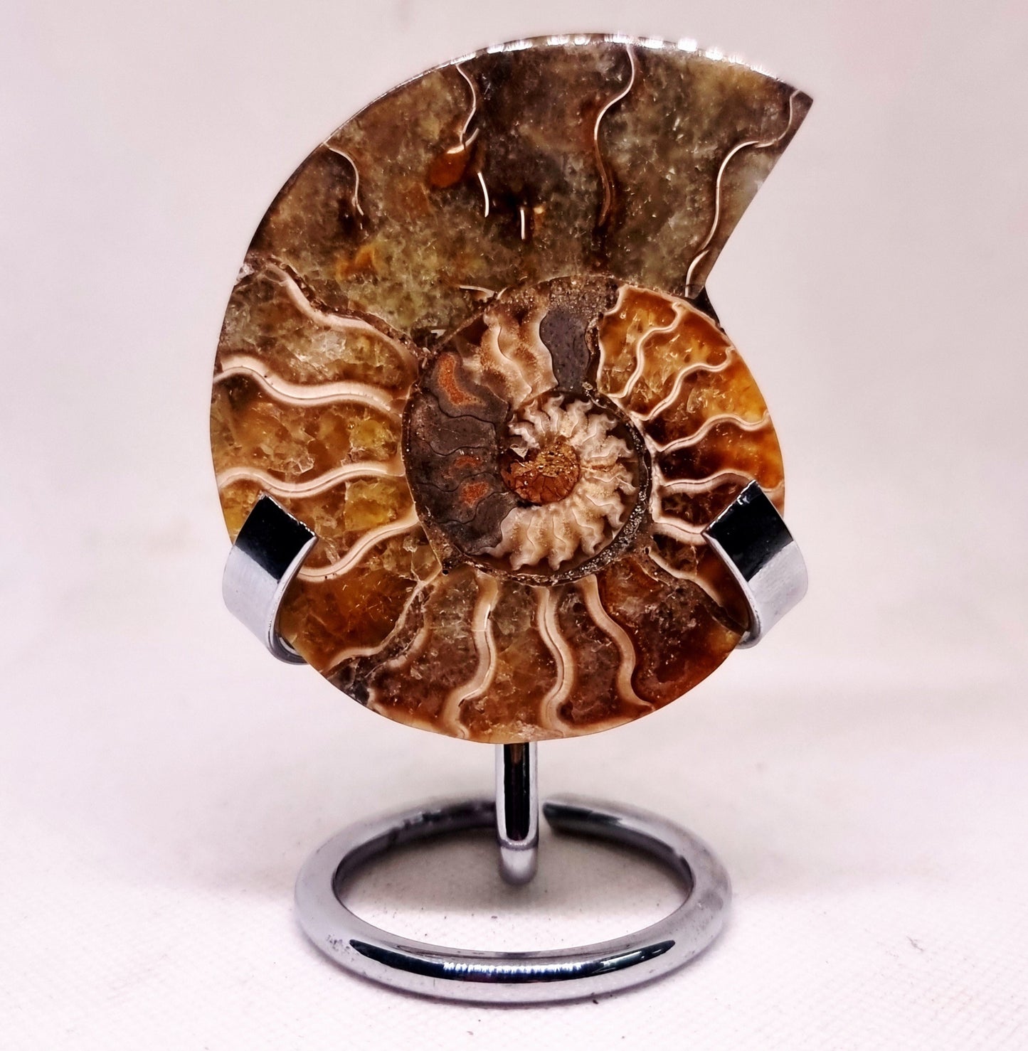 CLEONICERAS AMMONITE HALVE 54 g (A) - ANCIENT WISDOM