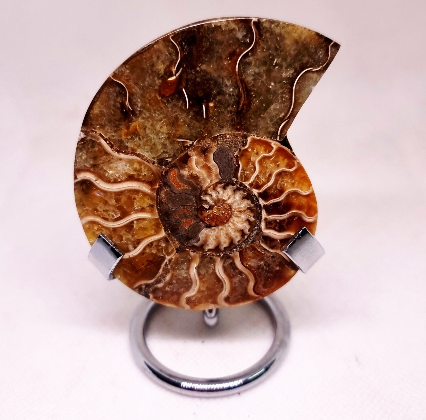 CLEONICERAS AMMONITE HALVE 54 g (A) - ANCIENT WISDOM