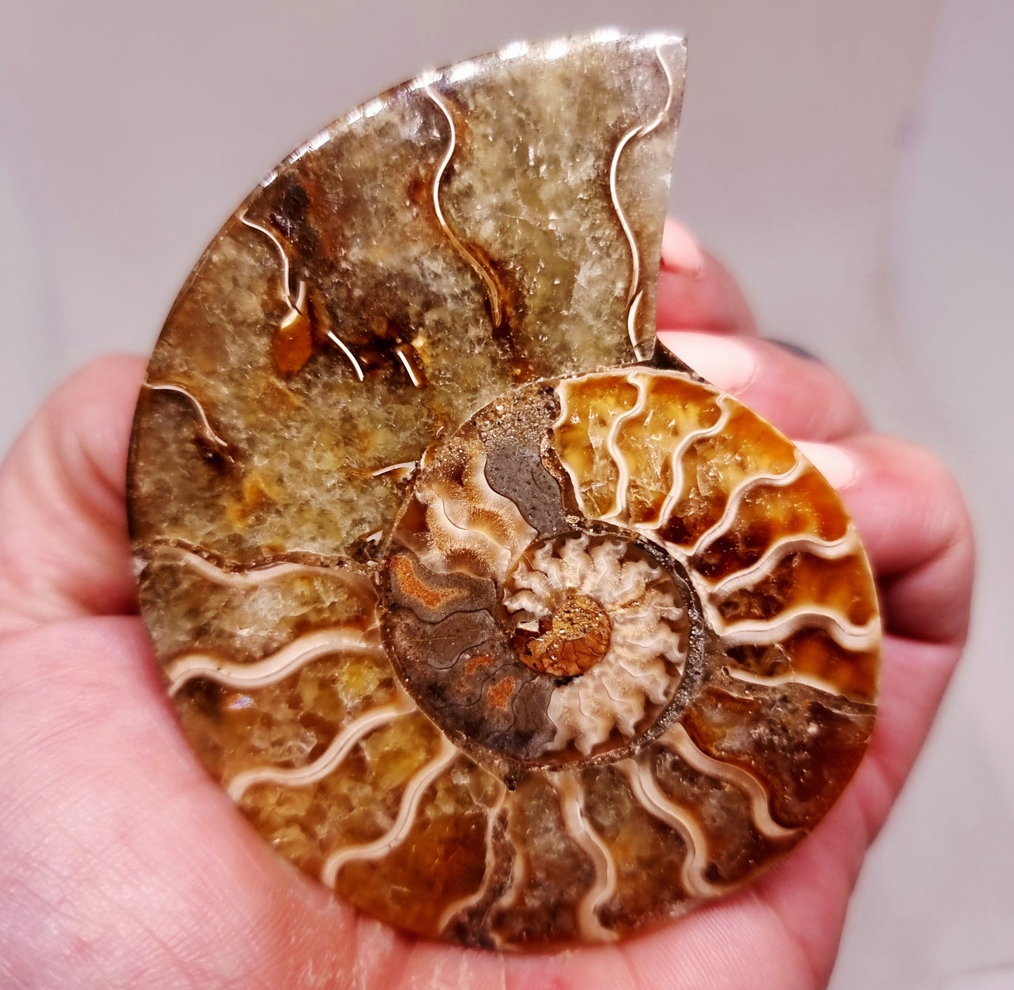 CLEONICERAS AMMONITE HALVE 54 g (A) - ANCIENT WISDOM