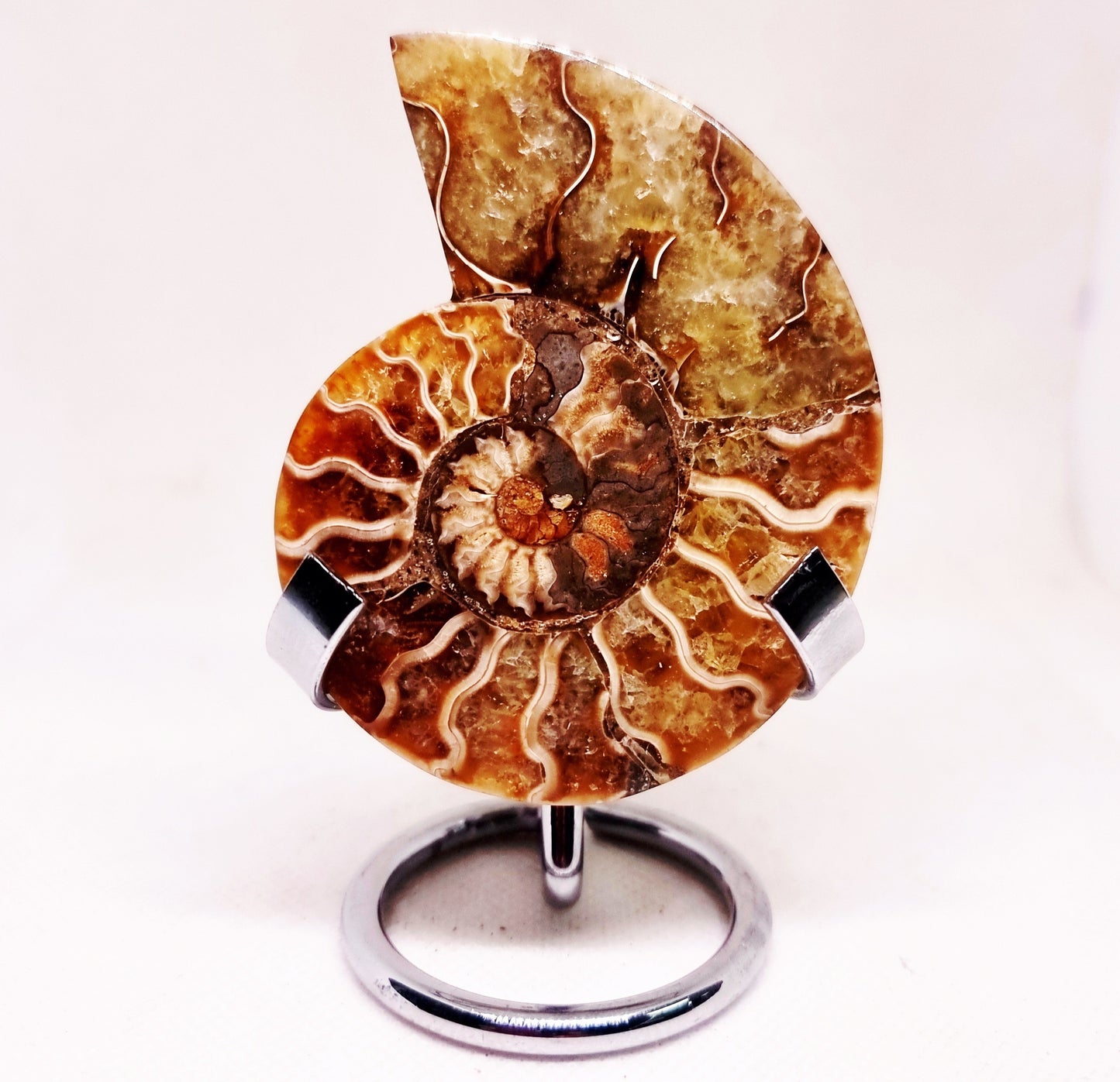 CLEONICERAS AMMONITE HALVE 54 g (B) - ANCIENT WISDOM