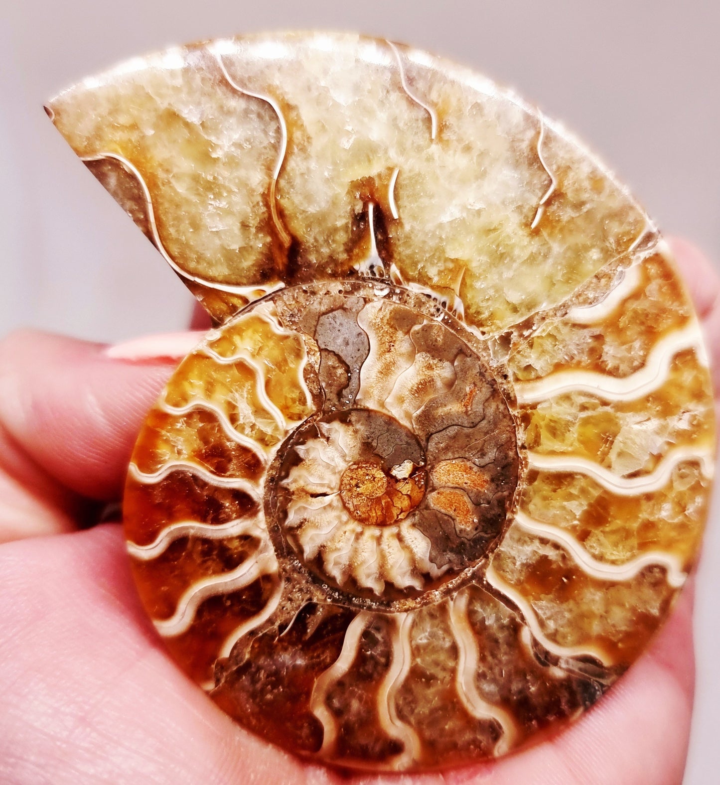 CLEONICERAS AMMONITE HALVE 54 g (B) - ANCIENT WISDOM