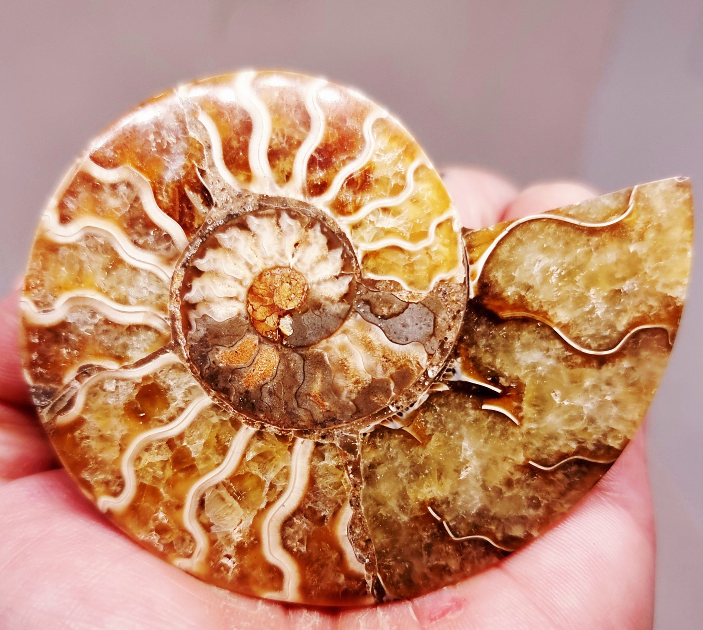 CLEONICERAS AMMONITE HALVE 54 g (B) - ANCIENT WISDOM