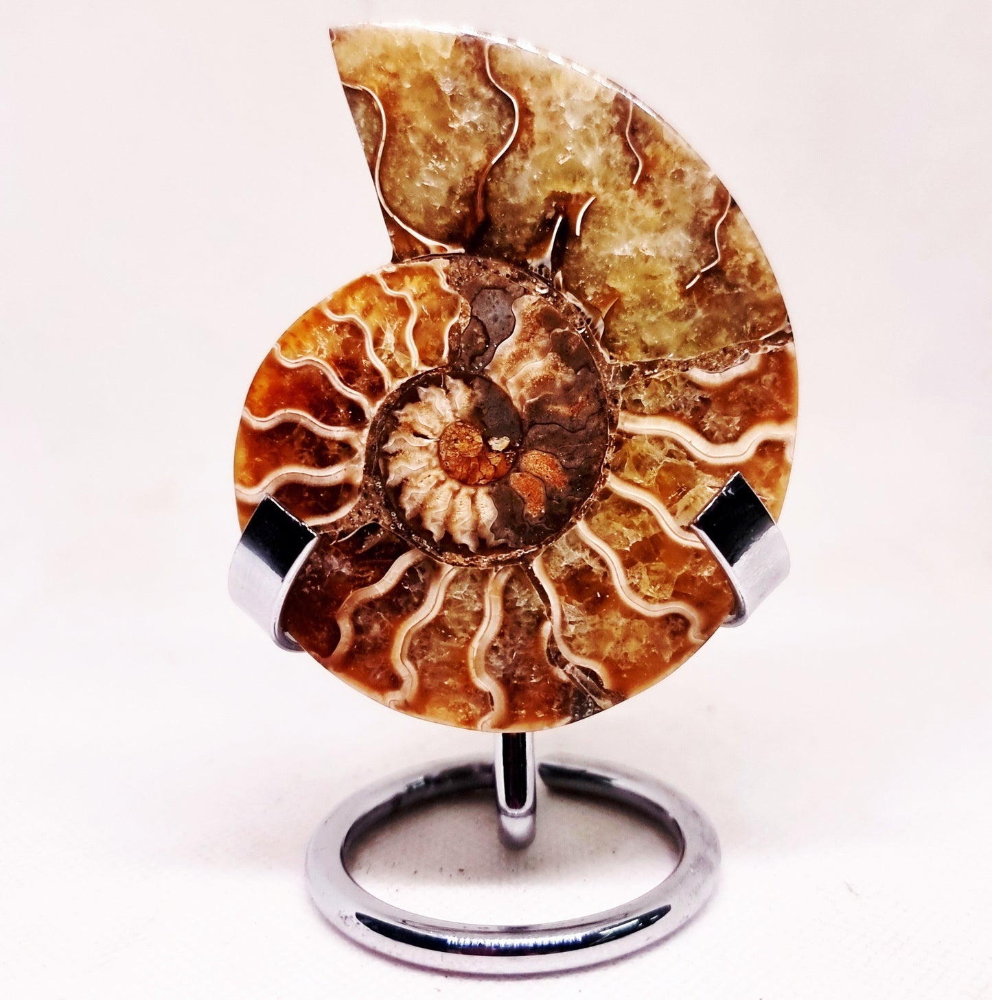 CLEONICERAS AMMONITE HALVE 54 g (B) - ANCIENT WISDOM