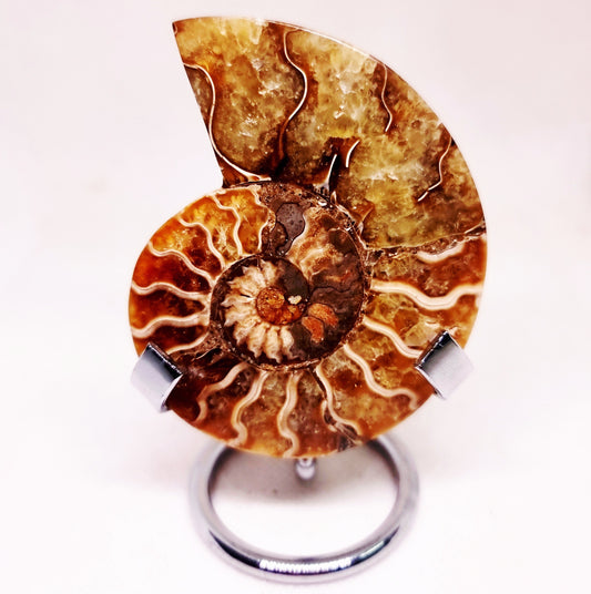 CLEONICERAS AMMONITE HALVE 54 g (B) - ANCIENT WISDOM