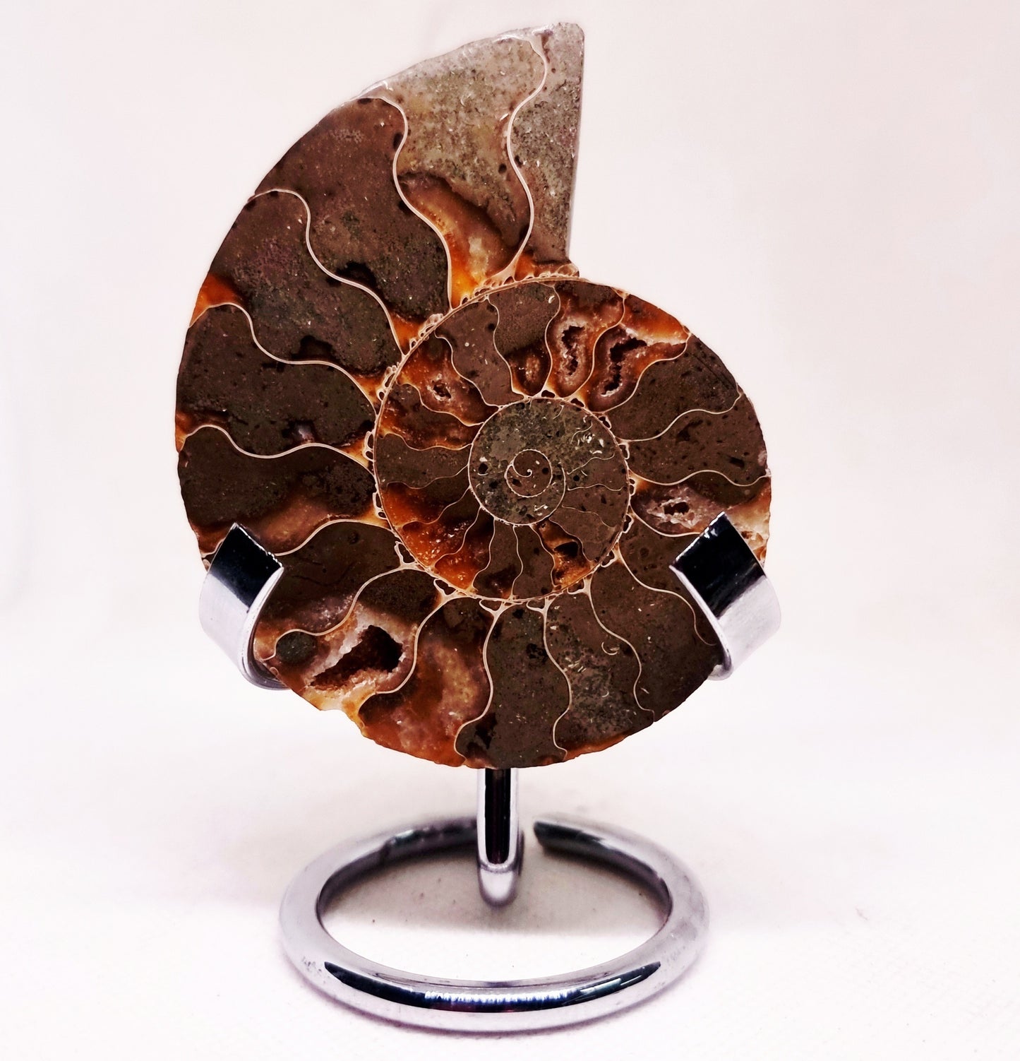 CLEONICERAS AMMONITE HALVE 58 g (A) - ANCIENT WISDOM