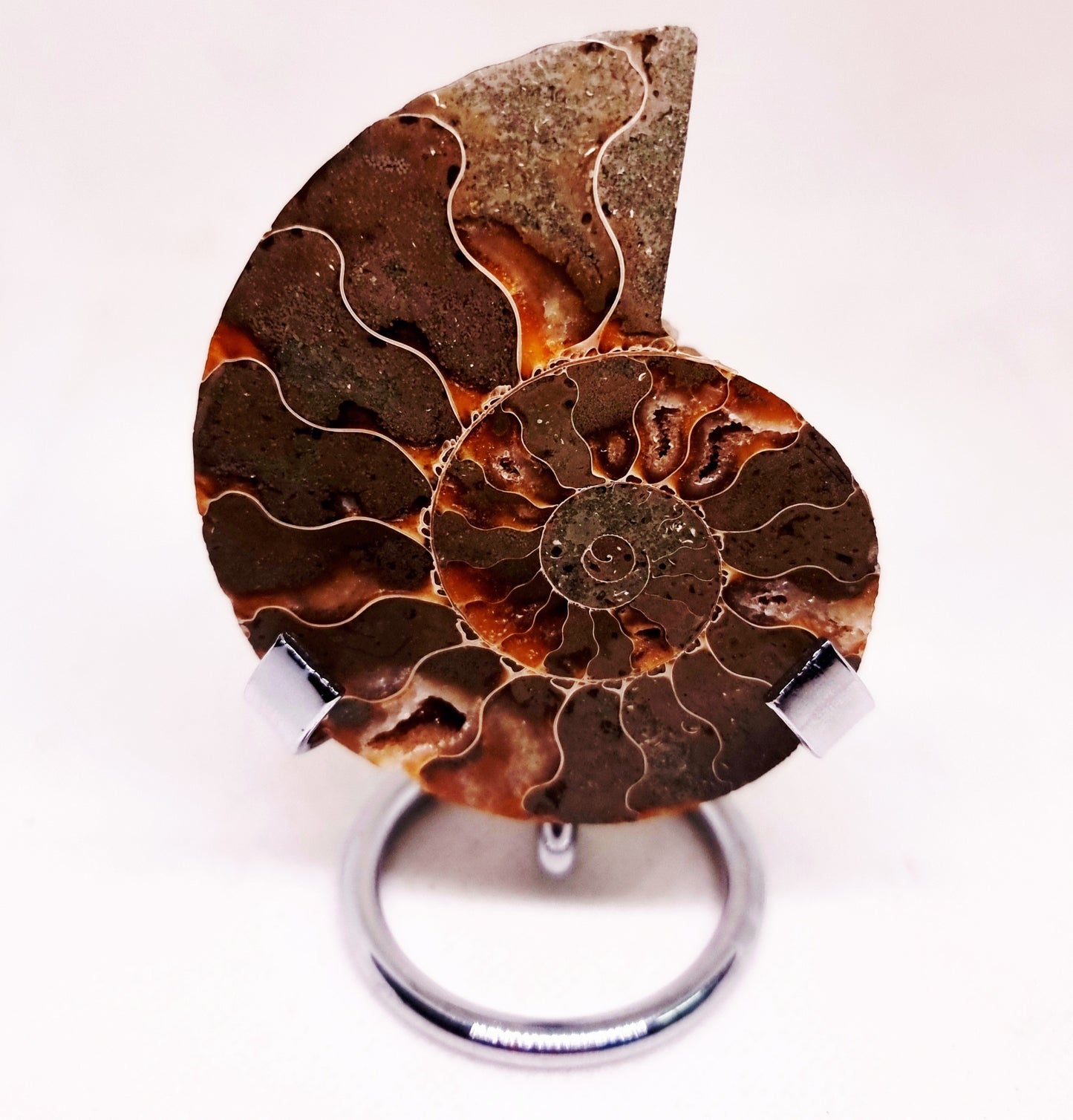 CLEONICERAS AMMONITE HALVE 58 g (A) - ANCIENT WISDOM