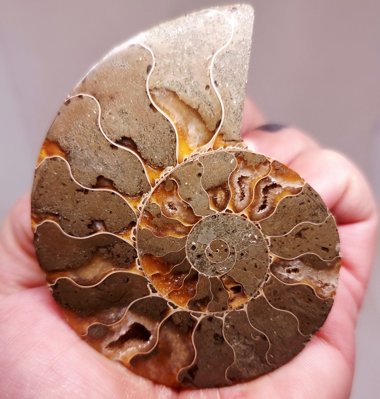 CLEONICERAS AMMONITE HALVE 58 g (A) - ANCIENT WISDOM