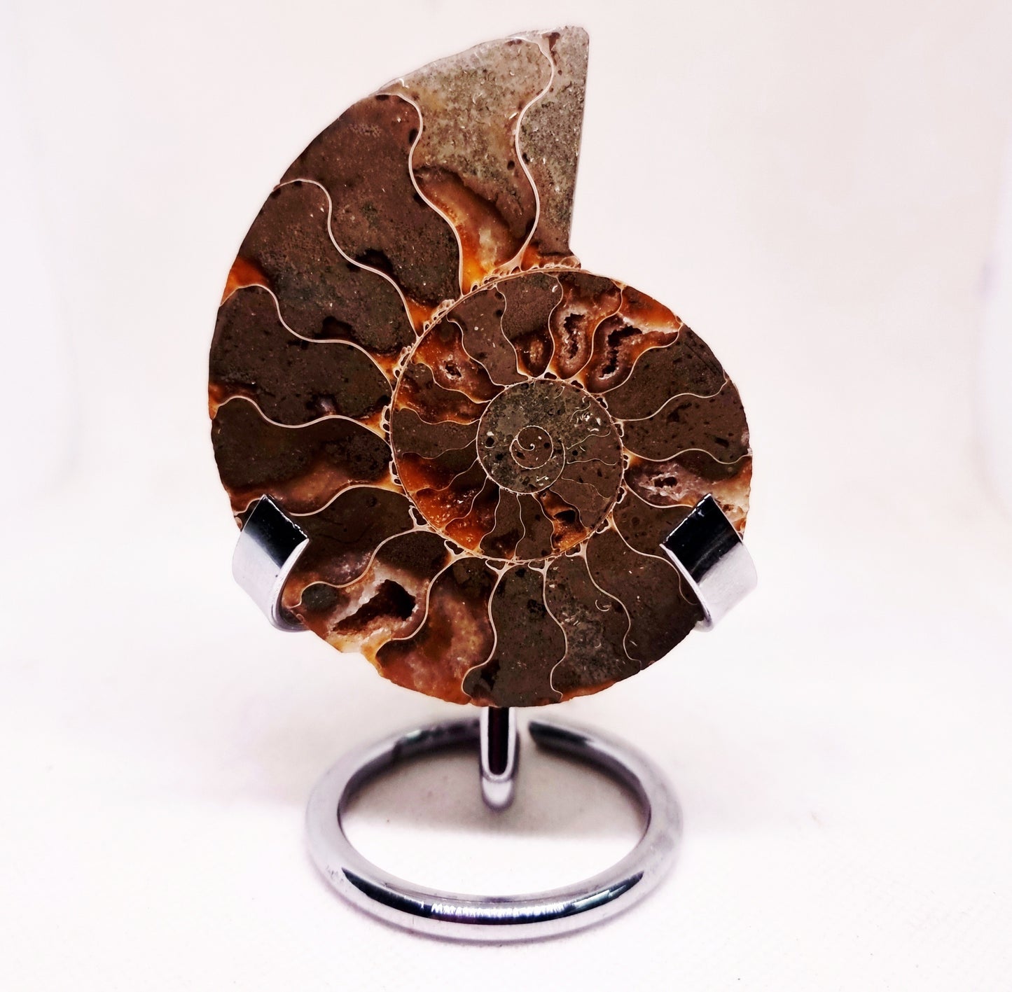 CLEONICERAS AMMONITE HALVE 58 g (A) - ANCIENT WISDOM