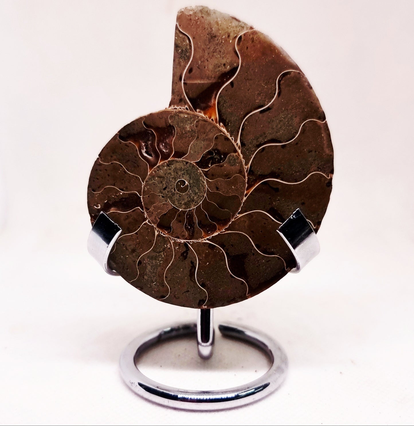 CLEONICERAS AMMONITE HALVE 58 g (B) - ANCIENT WISDOM