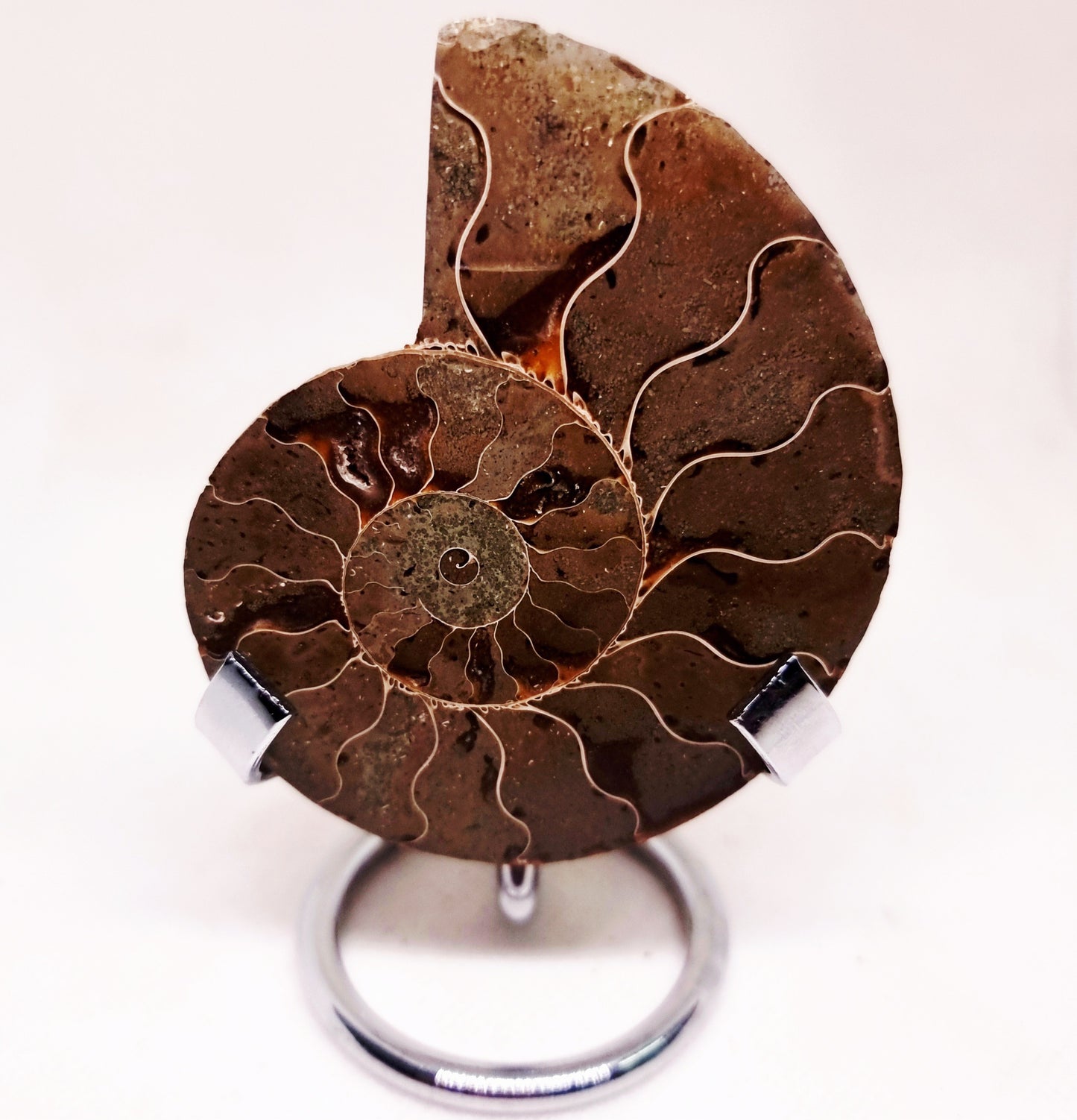 CLEONICERAS AMMONITE HALVE 58 g (B) - ANCIENT WISDOM