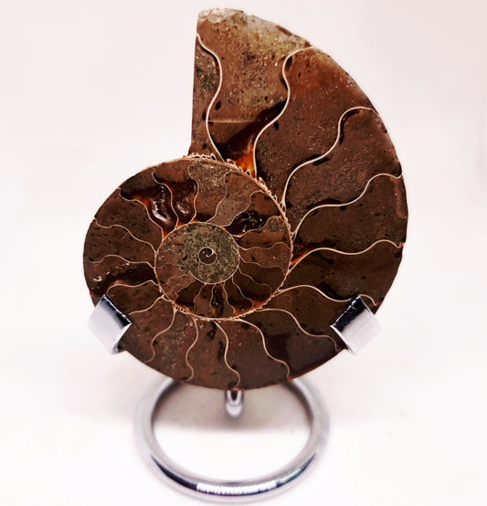 CLEONICERAS AMMONITE HALVE 58 g (B) - ANCIENT WISDOM