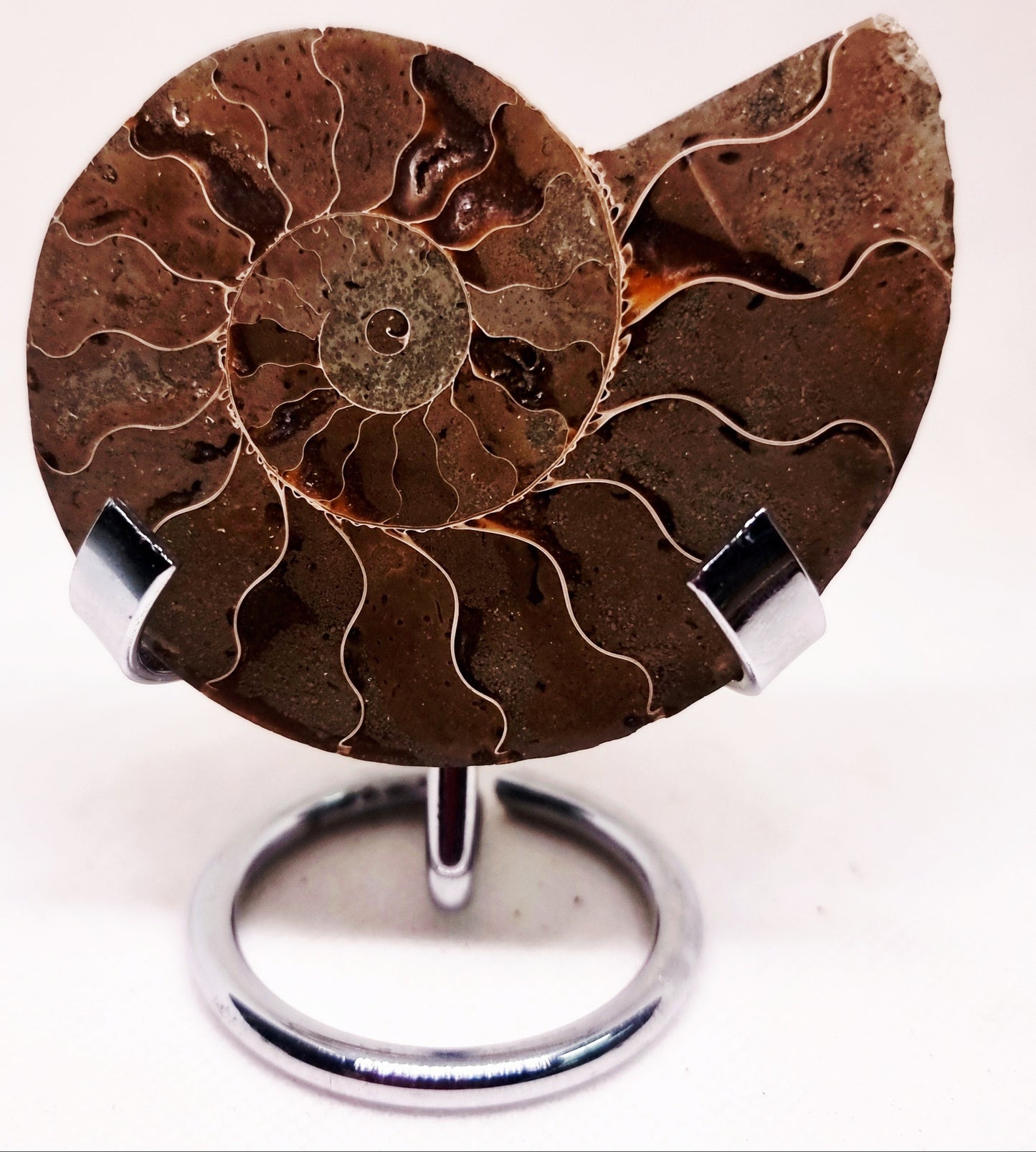 CLEONICERAS AMMONITE HALVE 58 g (B) - ANCIENT WISDOM