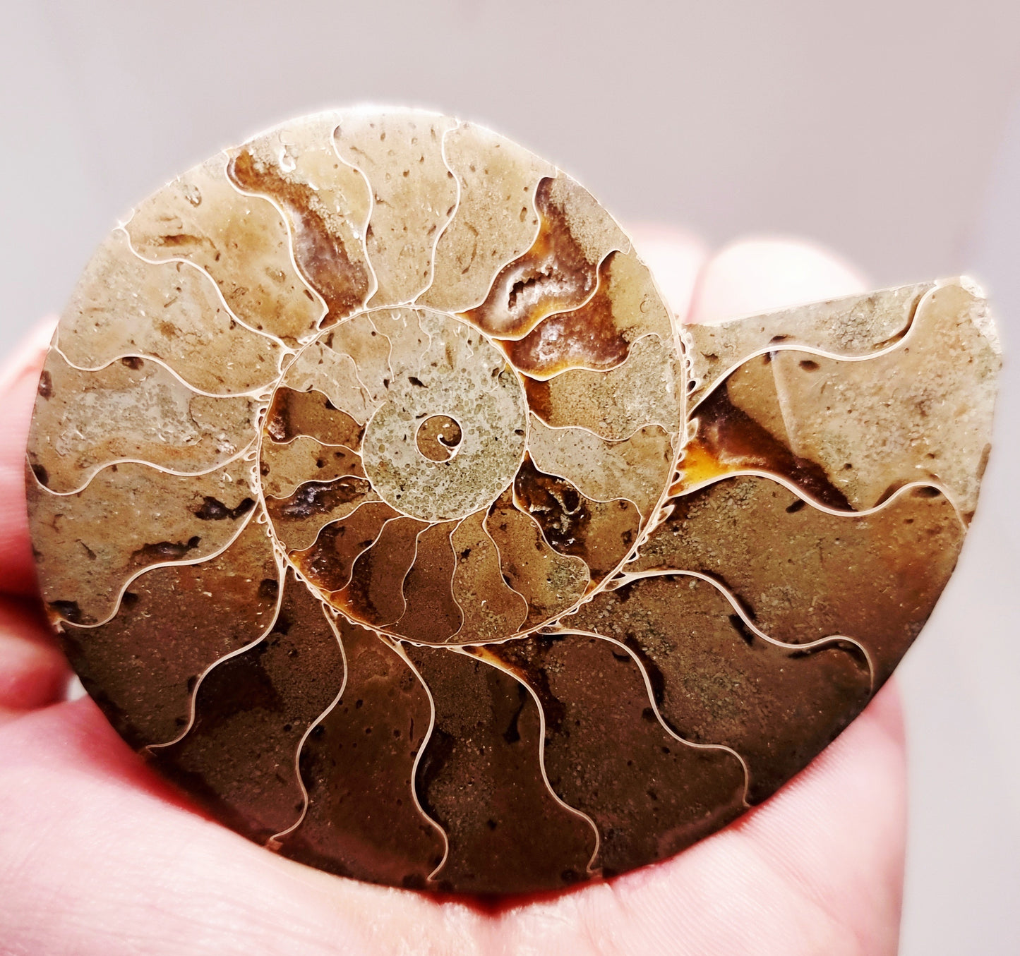 CLEONICERAS AMMONITE HALVE 58 g (B) - ANCIENT WISDOM