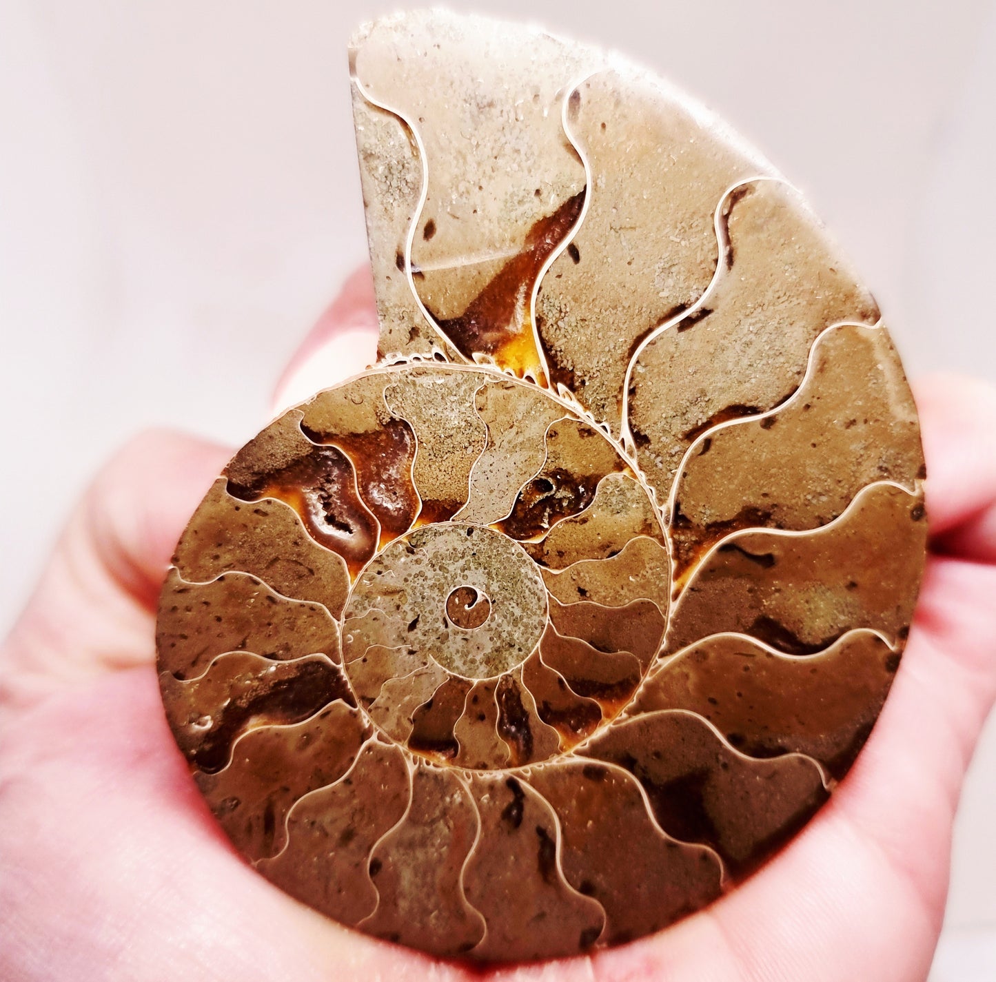 CLEONICERAS AMMONITE HALVE 58 g (B) - ANCIENT WISDOM