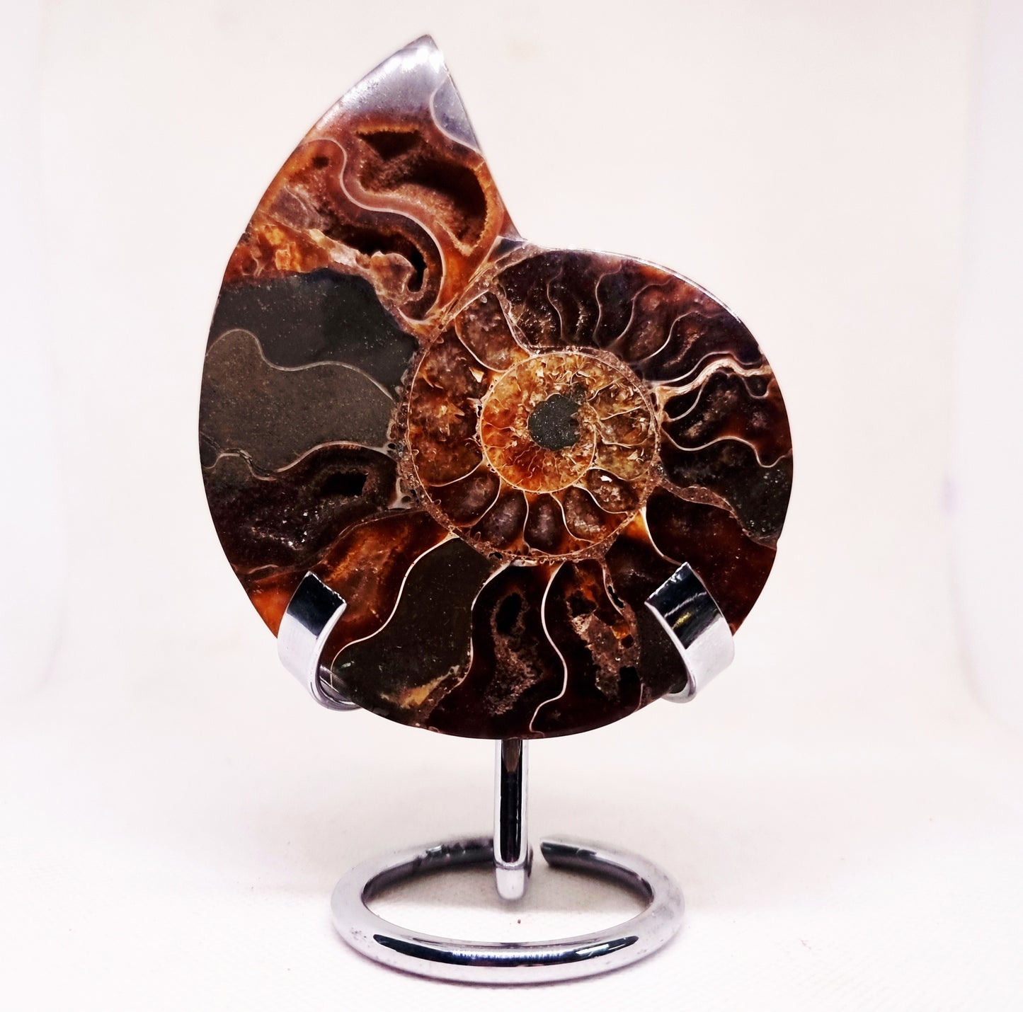 CLEONICERAS AMMONITE HALVE 104 g (A) - ANCIENT WISDOM