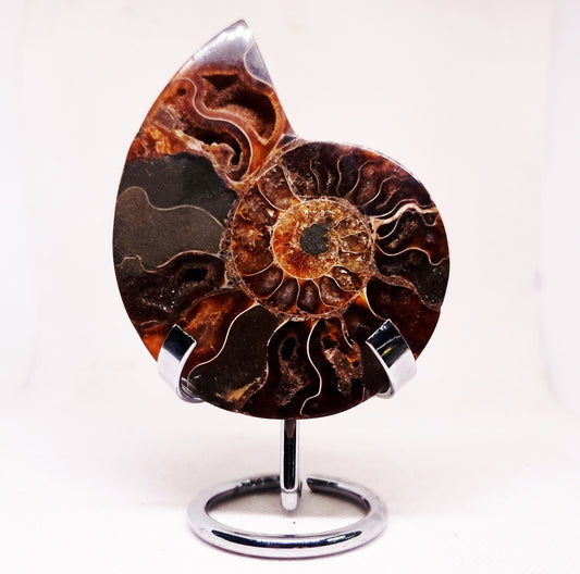 CLEONICERAS AMMONITE HALVE 104 g (A) - ANCIENT WISDOM