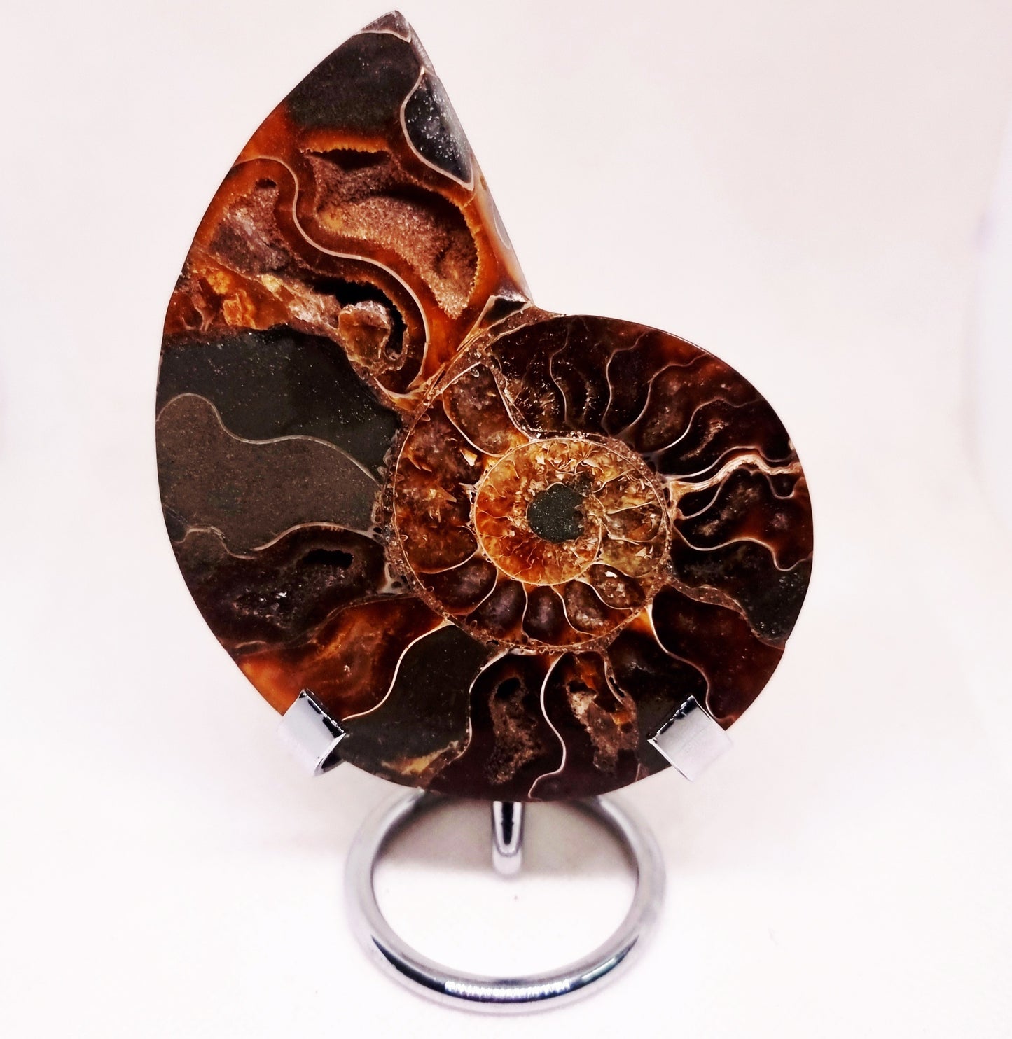 CLEONICERAS AMMONITE HALVE 104 g (A) - ANCIENT WISDOM