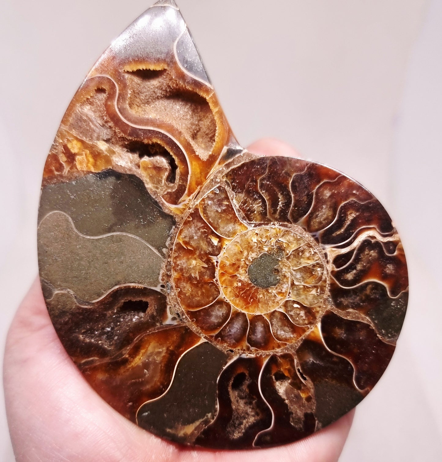 CLEONICERAS AMMONITE HALVE 104 g (A) - ANCIENT WISDOM