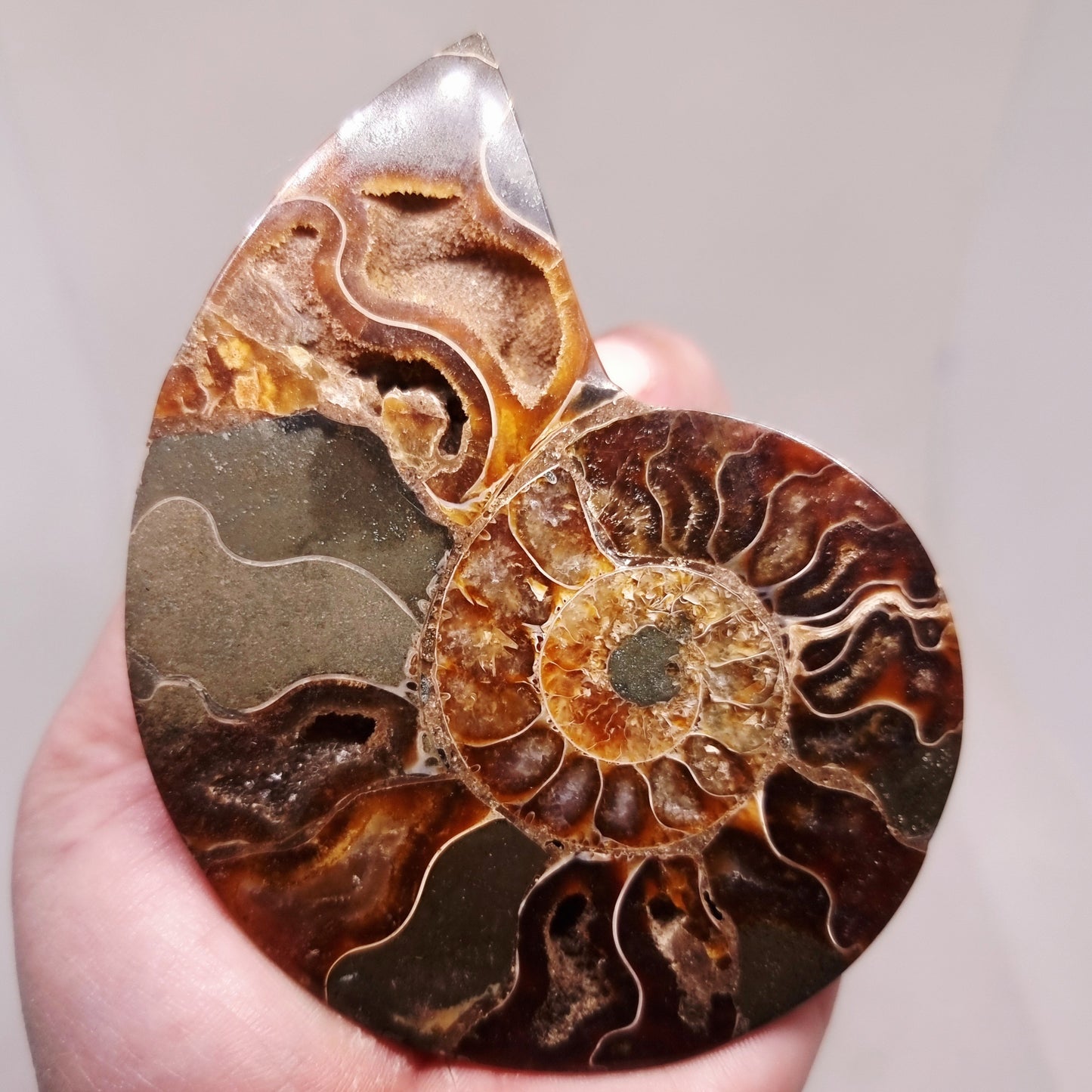CLEONICERAS AMMONITE HALVE 104 g (A) - ANCIENT WISDOM