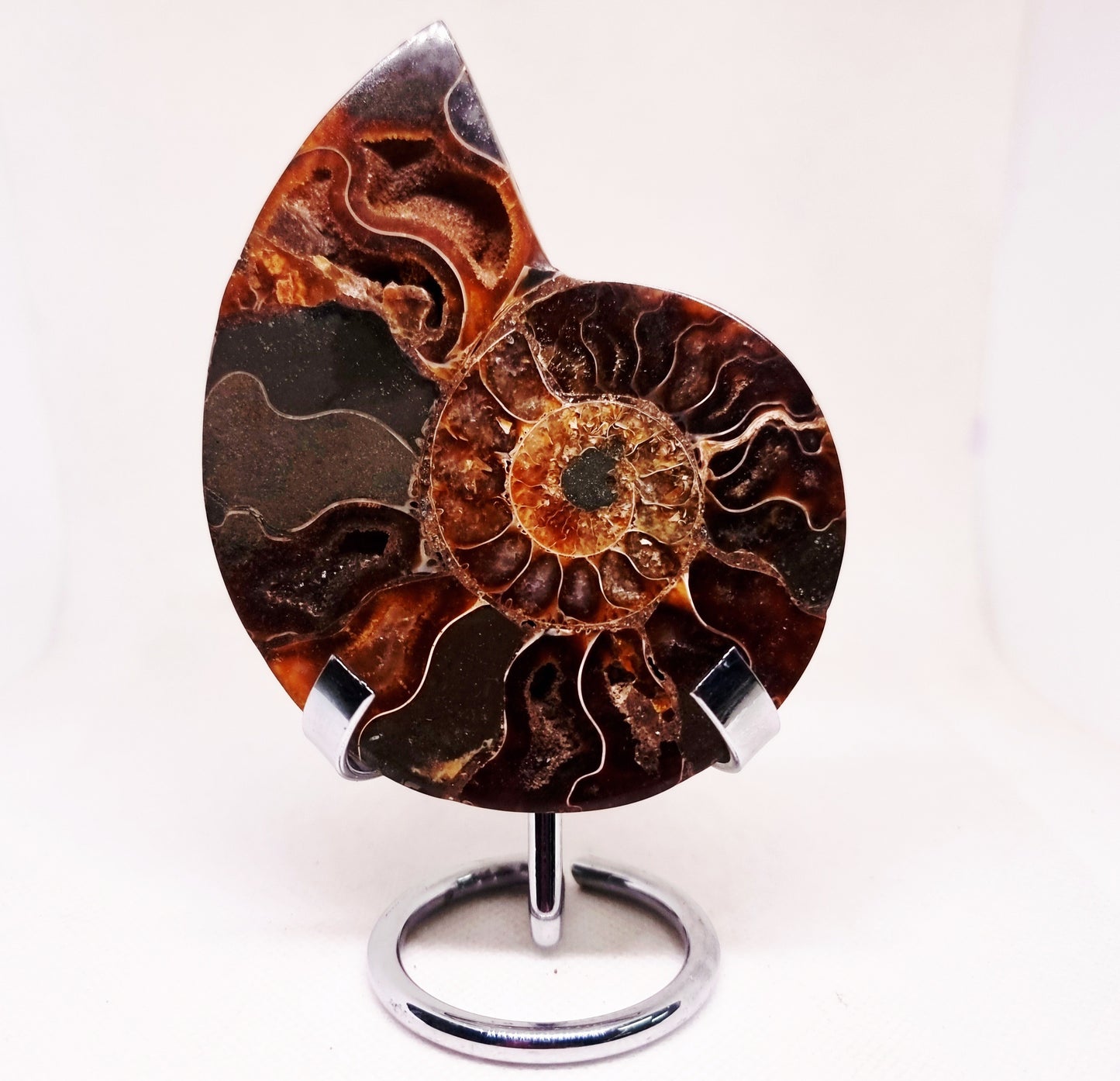 CLEONICERAS AMMONITE HALVE 104 g (A) - ANCIENT WISDOM