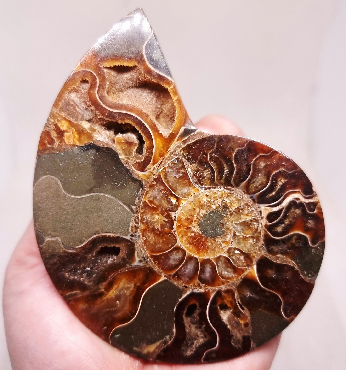 CLEONICERAS AMMONITE HALVE 104 g (A) - ANCIENT WISDOM