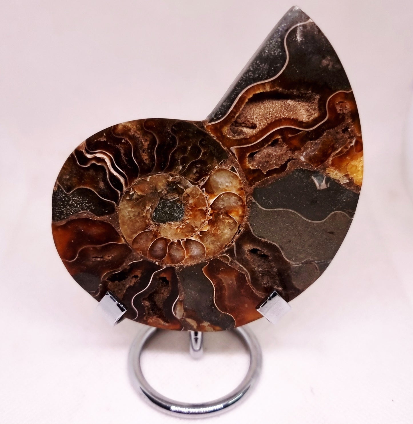 CLEONICERAS AMMONITE HALVE 104 g (B) - ANCIENT WISDOM