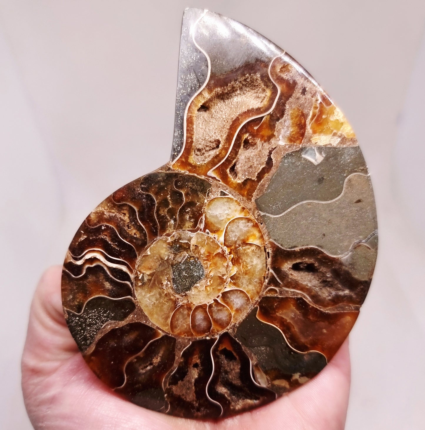CLEONICERAS AMMONITE HALVE 104 g (B) - ANCIENT WISDOM