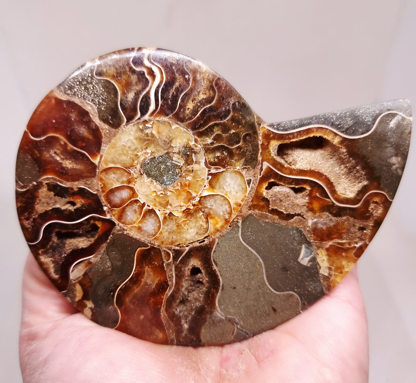 CLEONICERAS AMMONITE HALVE 104 g (B) - ANCIENT WISDOM