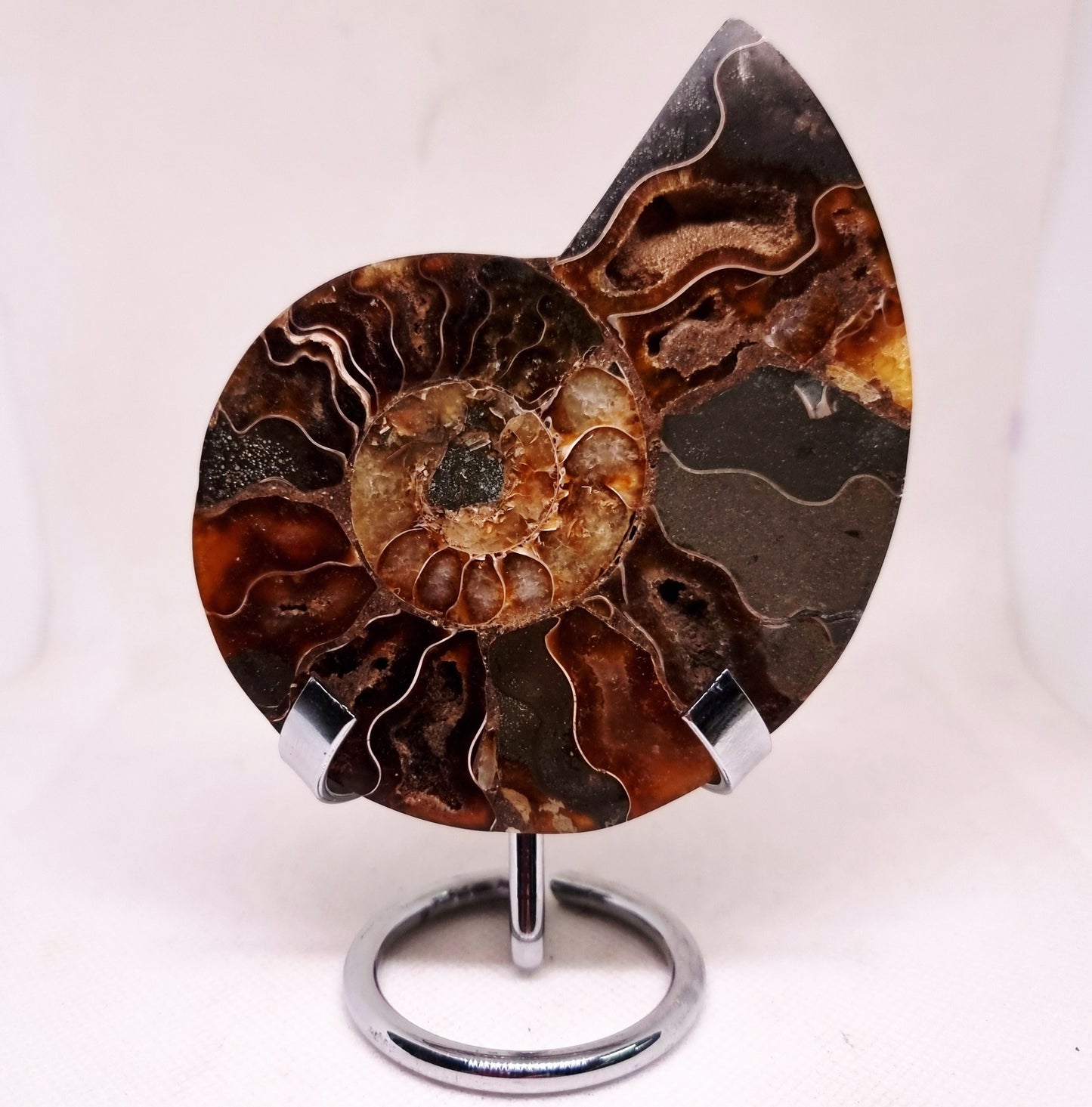 CLEONICERAS AMMONITE HALVE 104 g (B) - ANCIENT WISDOM