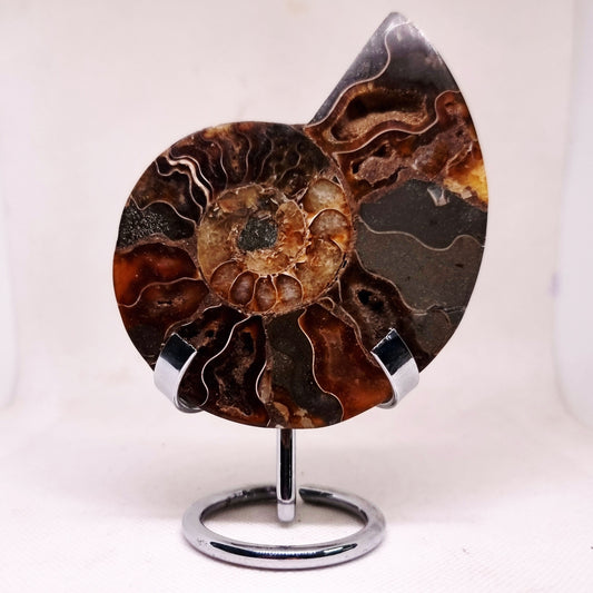 CLEONICERAS AMMONITE HALVE 104 g (B) - ANCIENT WISDOM