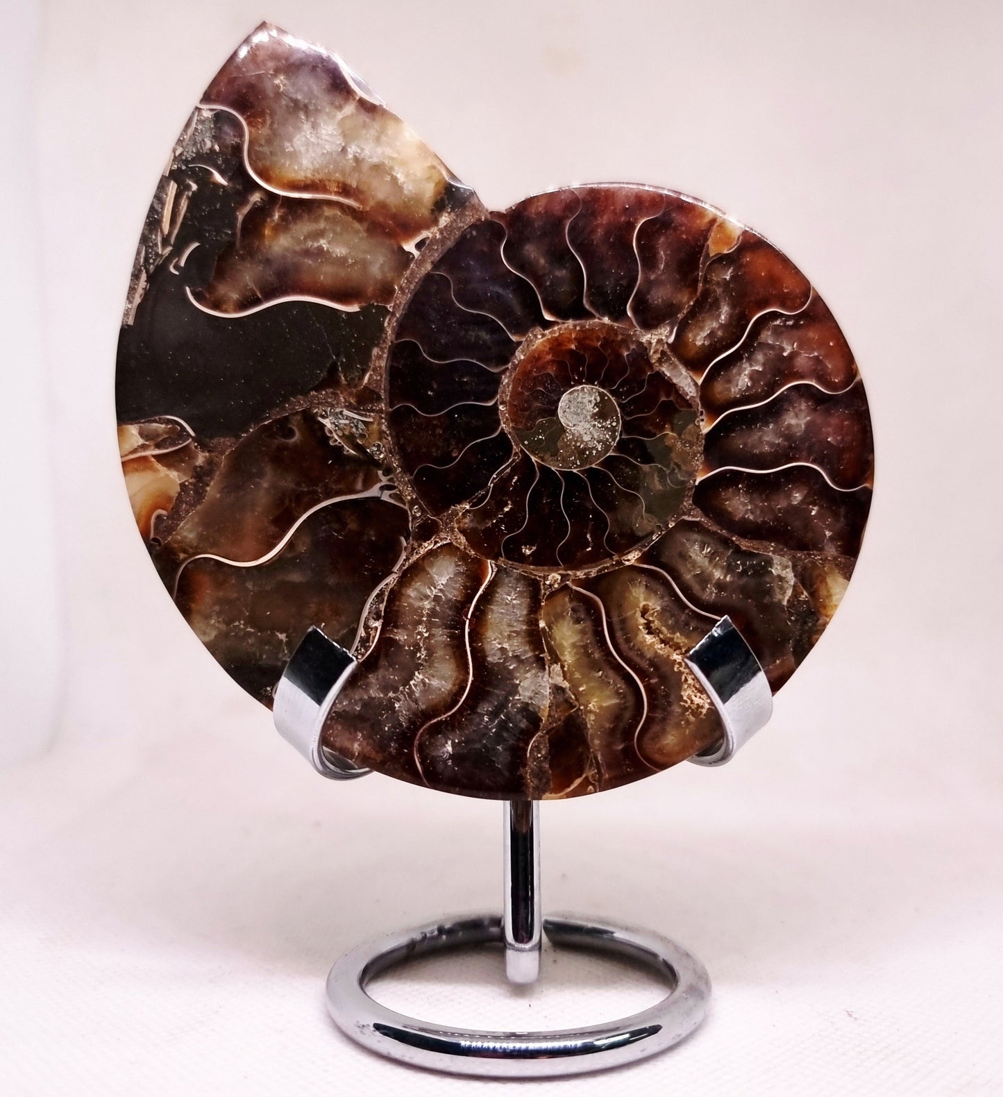 CLEONICERAS AMMONITE HALVE 134 g (A) - ANCIENT WISDOM