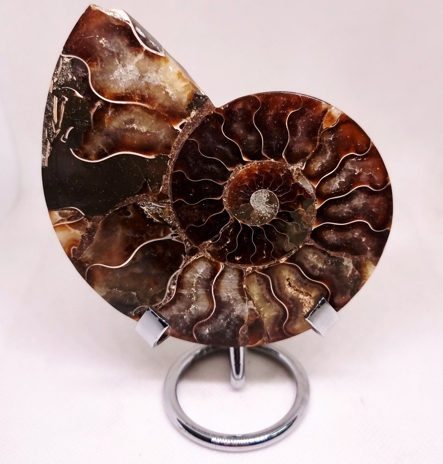 CLEONICERAS AMMONITE HALVE 134 g (A) - ANCIENT WISDOM