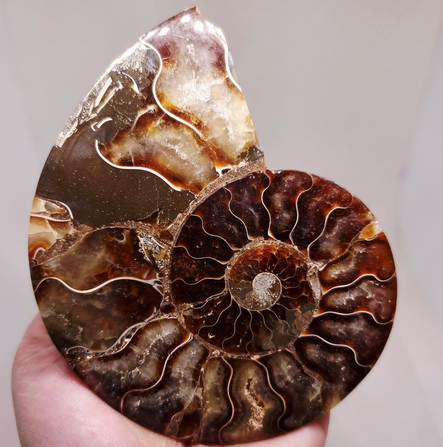CLEONICERAS AMMONITE HALVE 134 g (A) - ANCIENT WISDOM