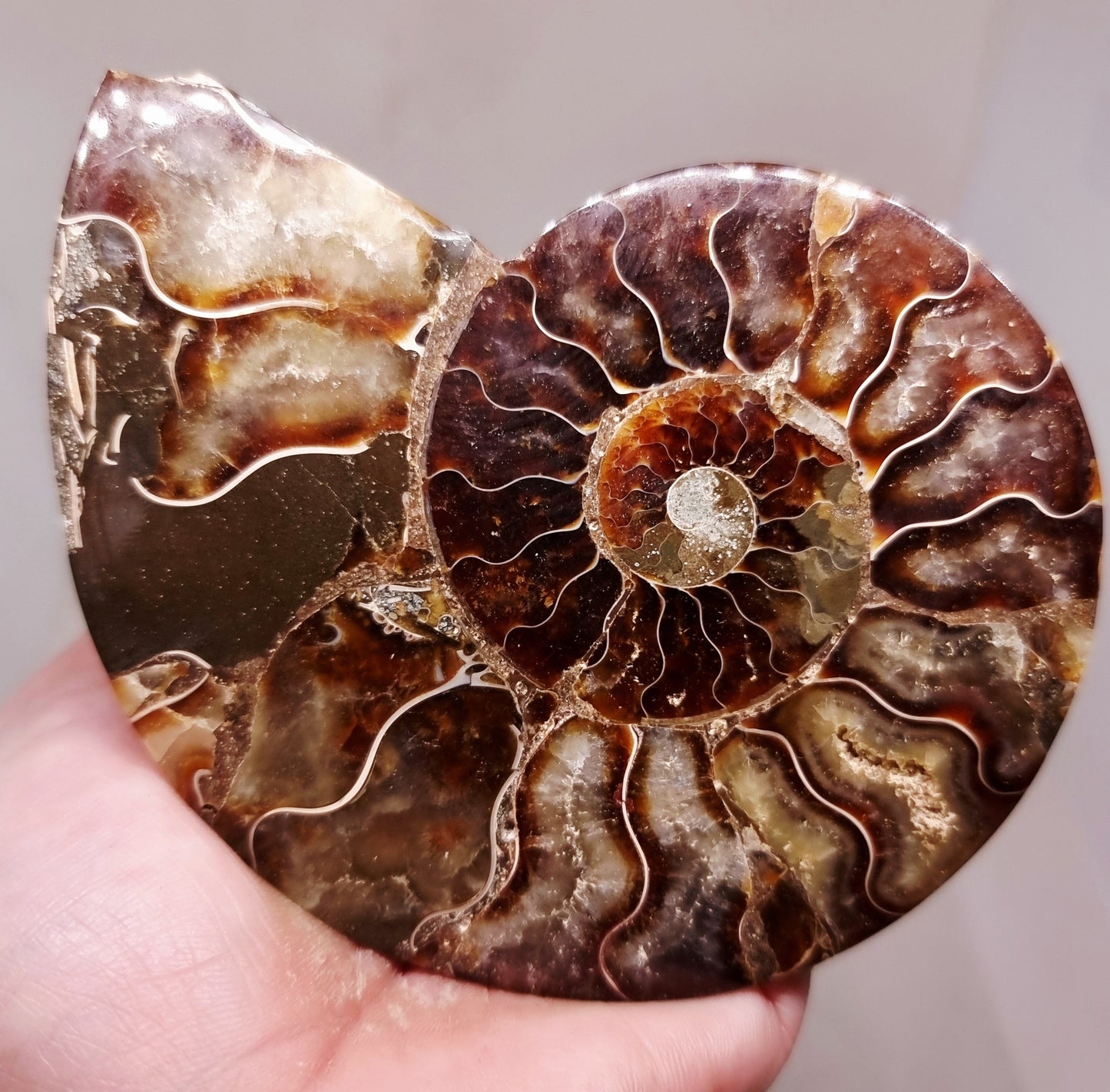 CLEONICERAS AMMONITE HALVE 134 g (A) - ANCIENT WISDOM