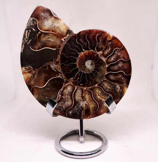 CLEONICERAS AMMONITE HALVE 134 g (A) - ANCIENT WISDOM