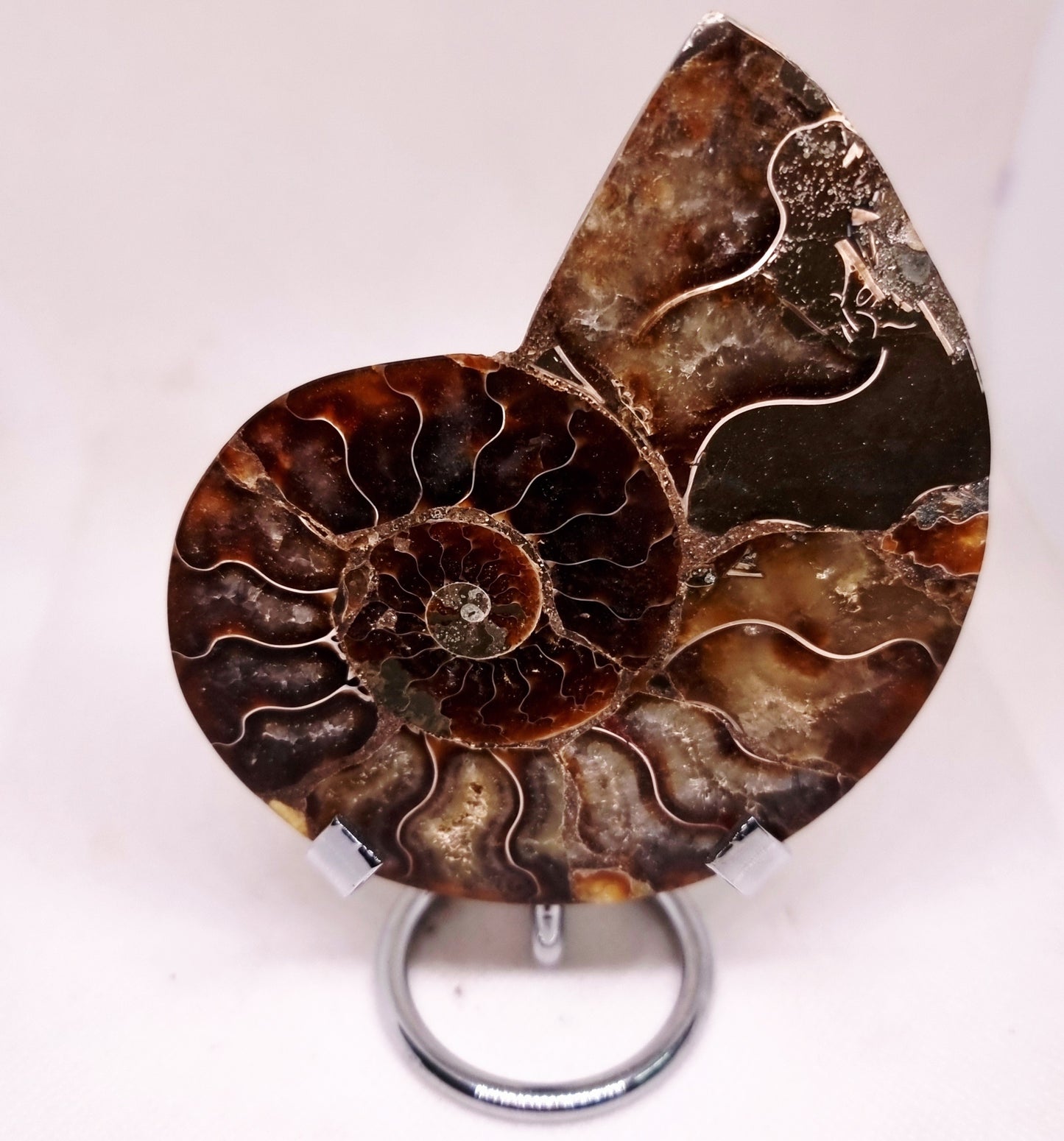 CLEONICERAS AMMONITE HALVE 134 g (B) - ANCIENT WISDOM
