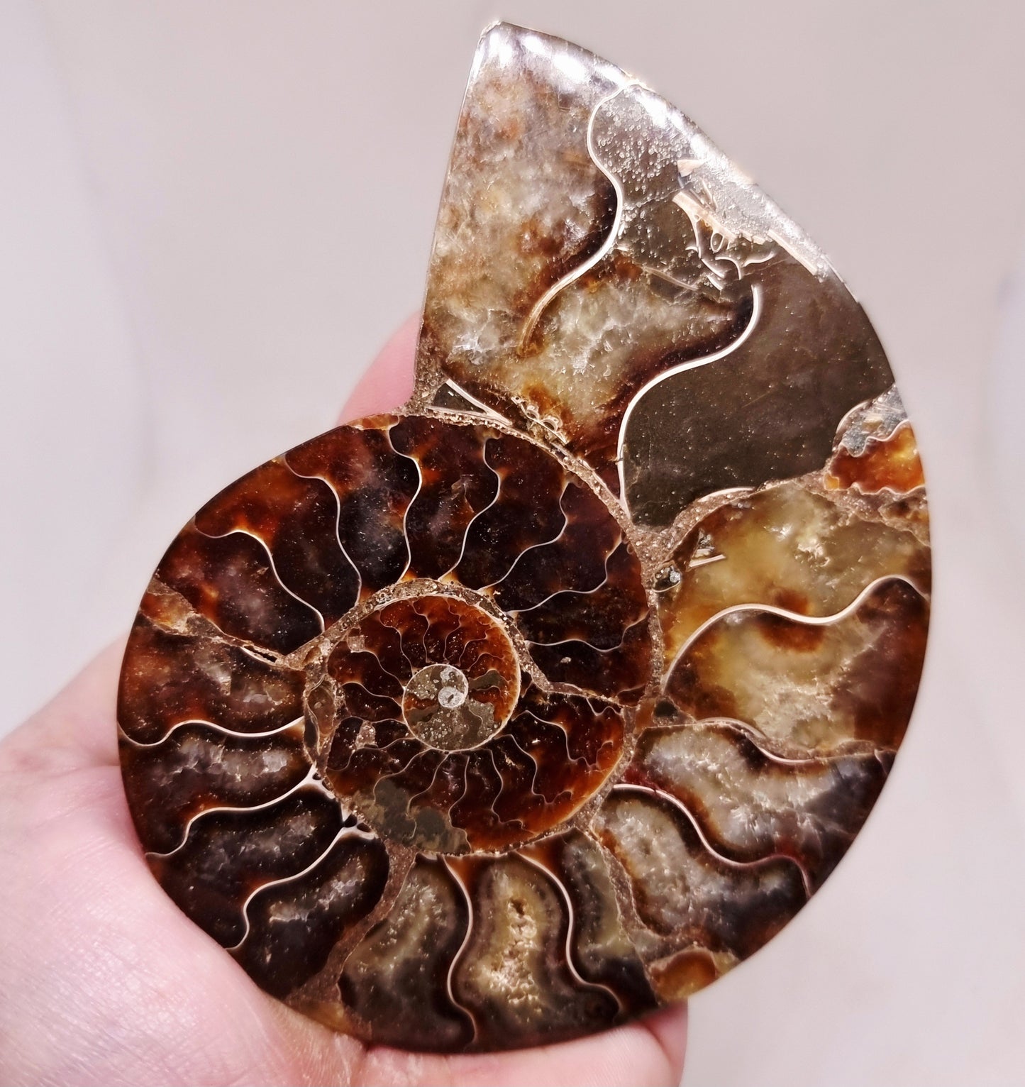CLEONICERAS AMMONITE HALVE 134 g (B) - ANCIENT WISDOM