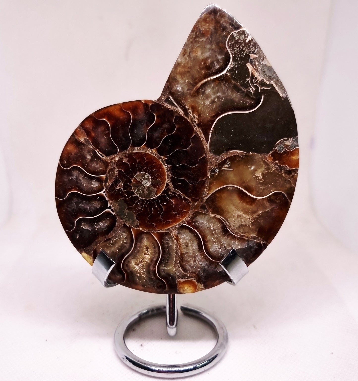 CLEONICERAS AMMONITE HALVE 134 g (B) - ANCIENT WISDOM
