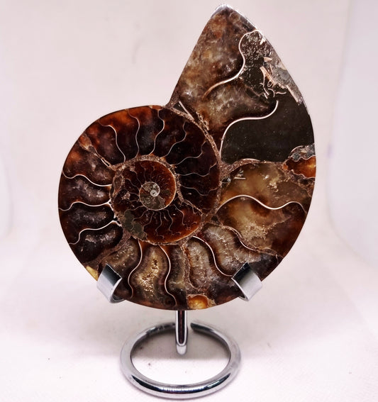 CLEONICERAS AMMONITE HALVE 134 g (B) - ANCIENT WISDOM