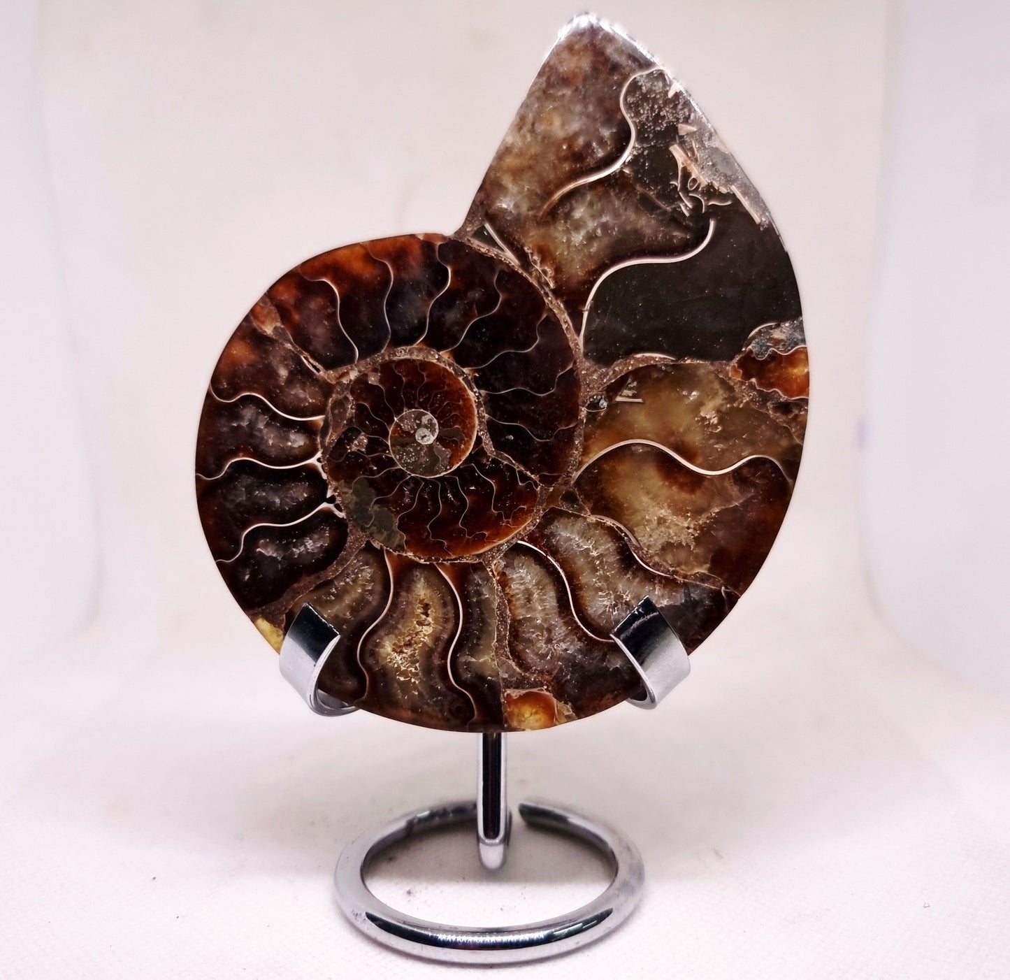 CLEONICERAS AMMONITE HALVE 134 g (B) - ANCIENT WISDOM