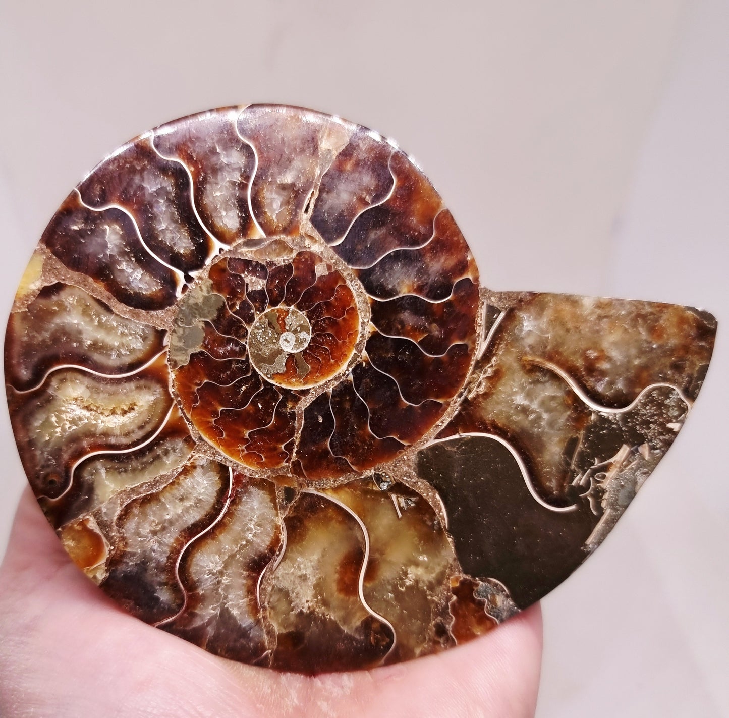 CLEONICERAS AMMONITE HALVE 134 g (B) - ANCIENT WISDOM